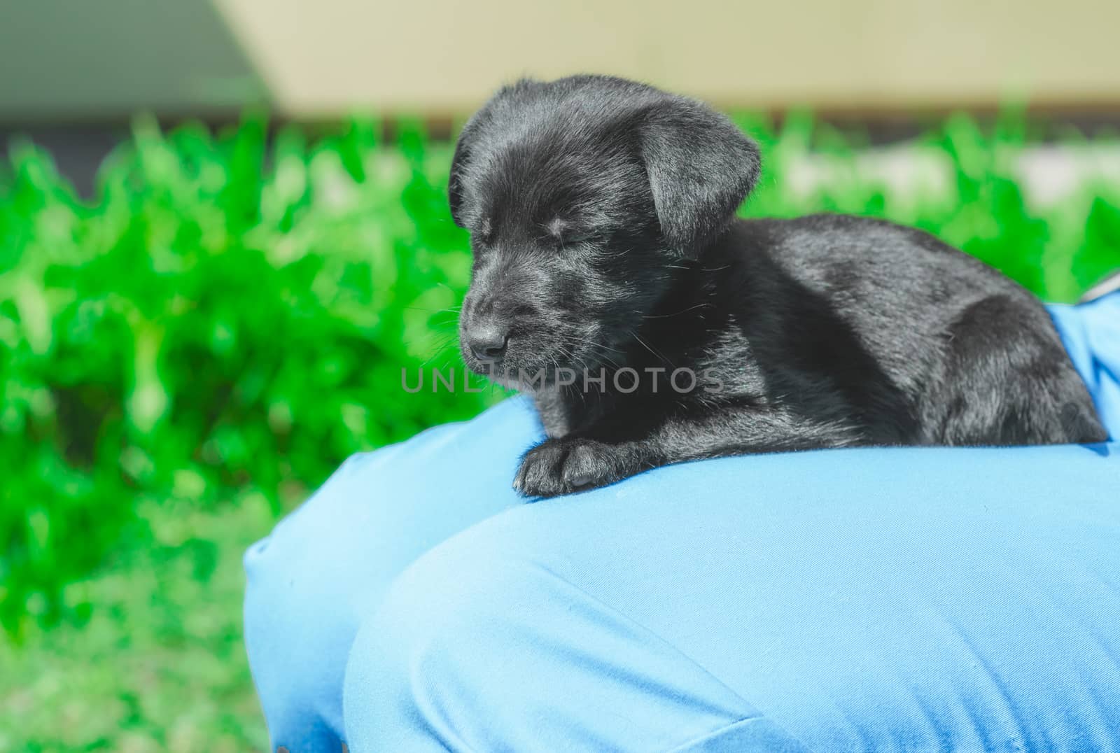 black mongrel puppy sleeps on the lap of a man in blue trousers