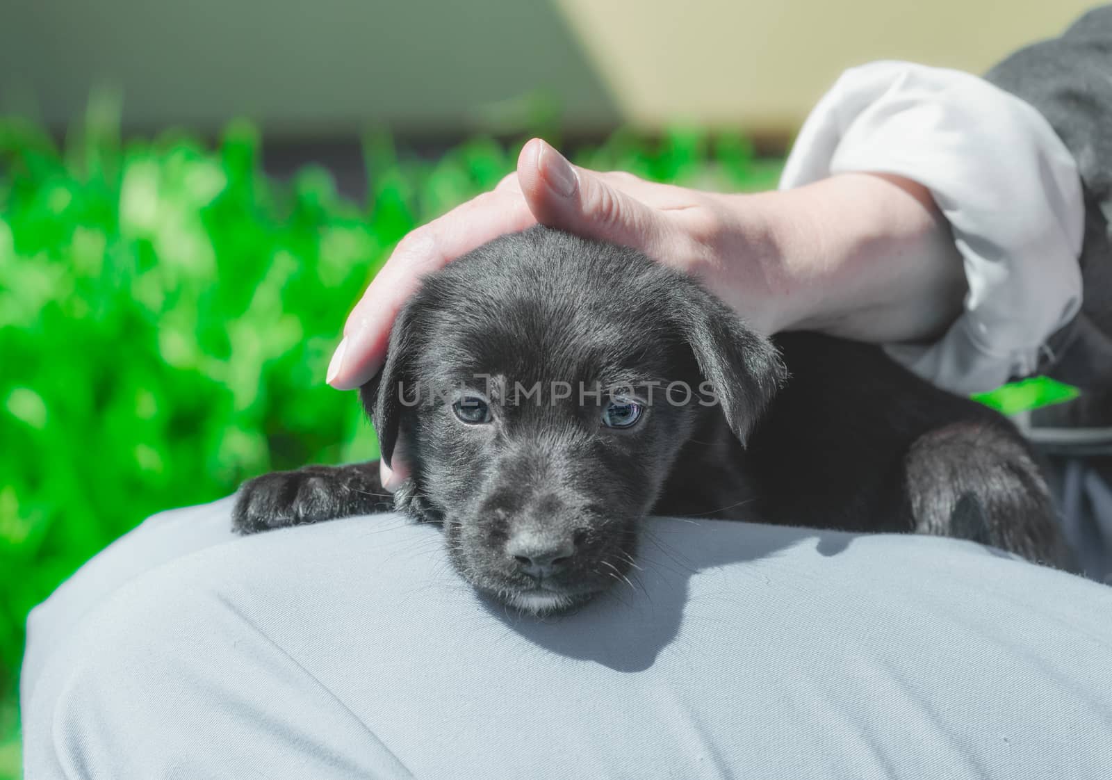 female hand stroking black puppy on the head