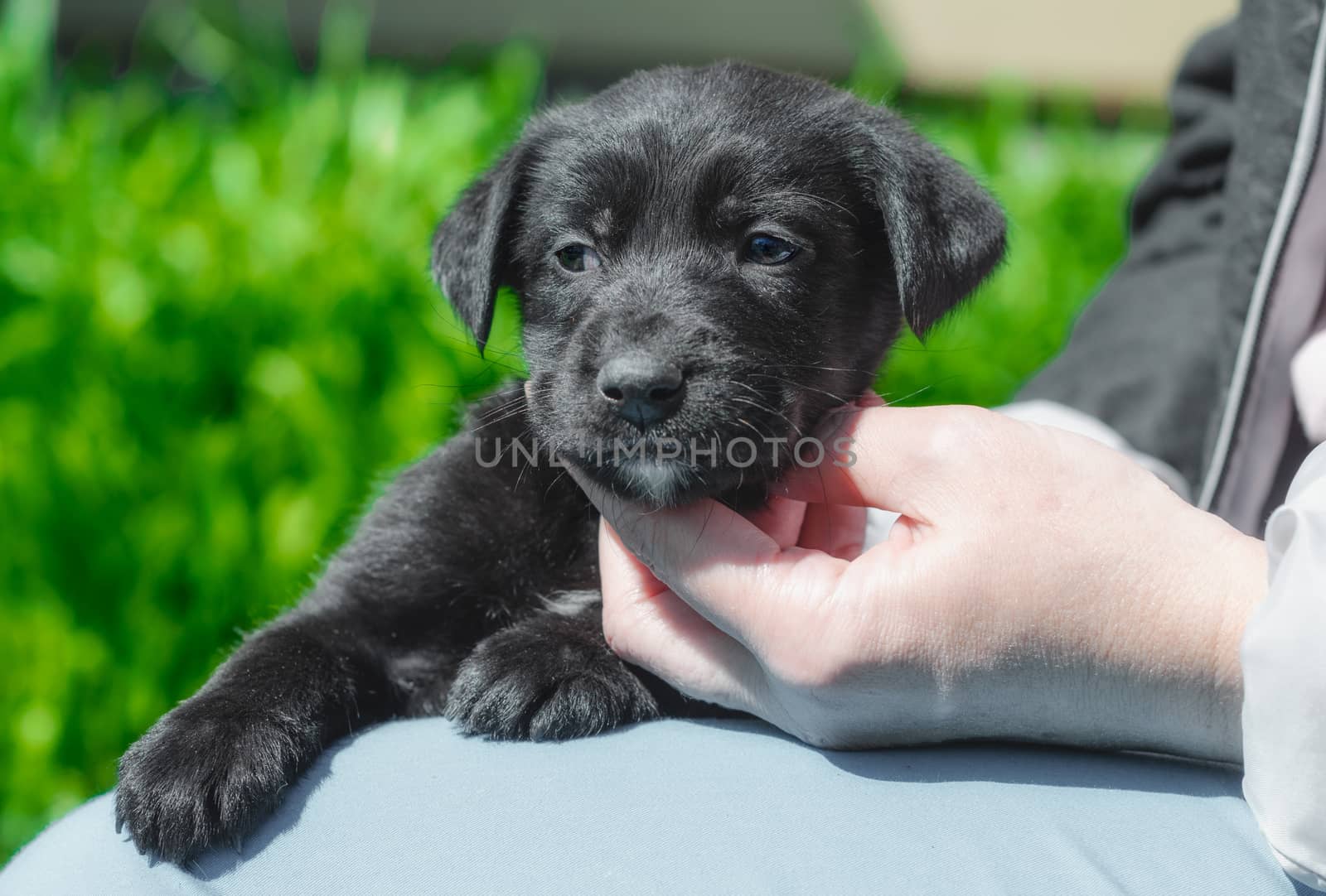 female hand stroking black puppy on the neck