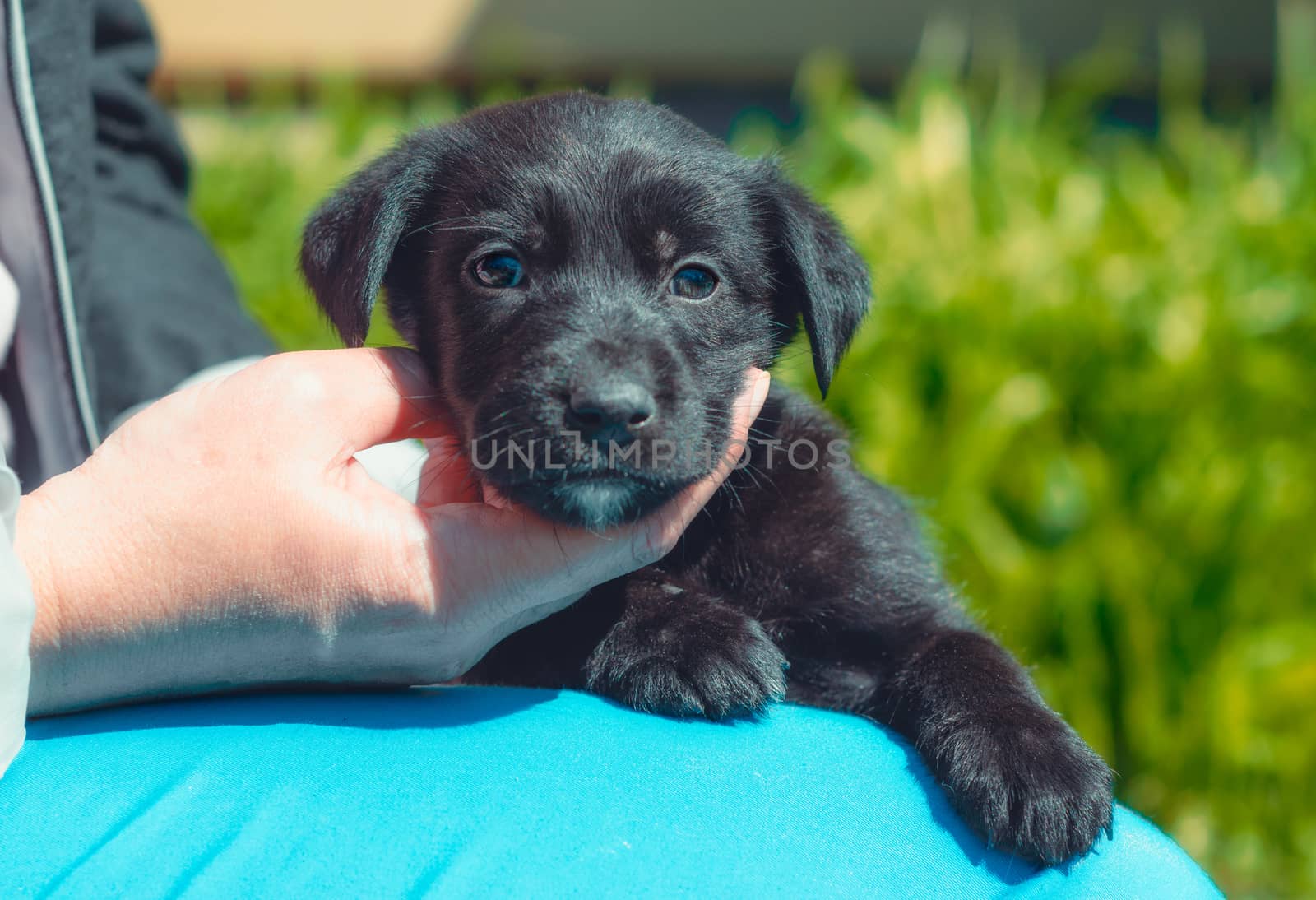 female hand stroking black puppy on the neck