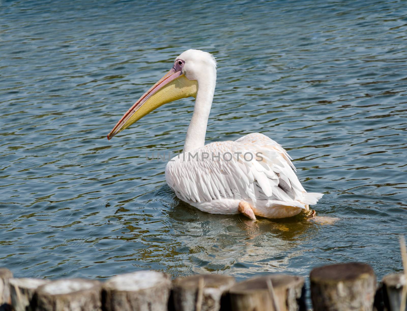 portrait of pink pelican with on a background of pond with blue water