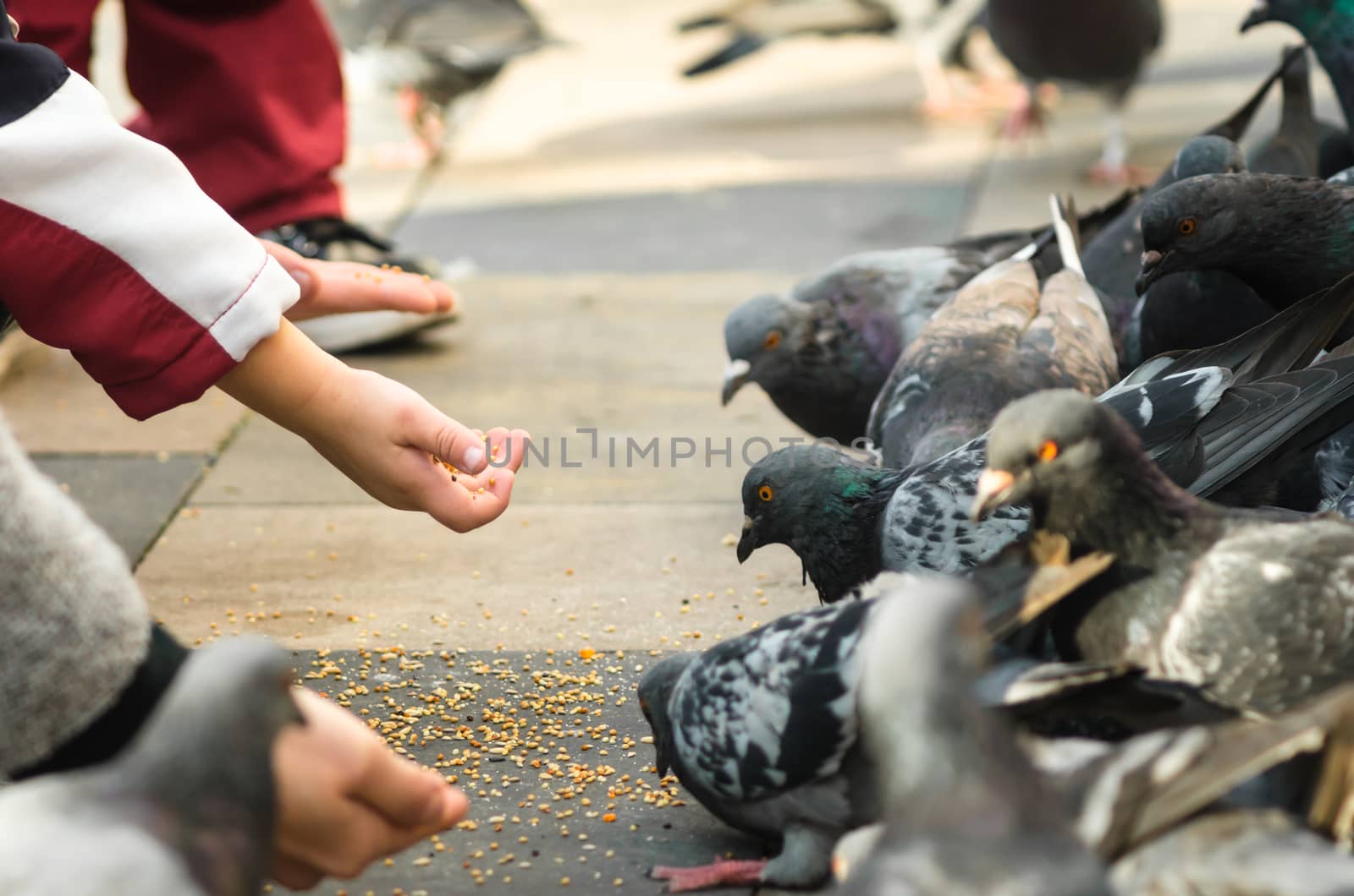 children feed pigeons birds closeup