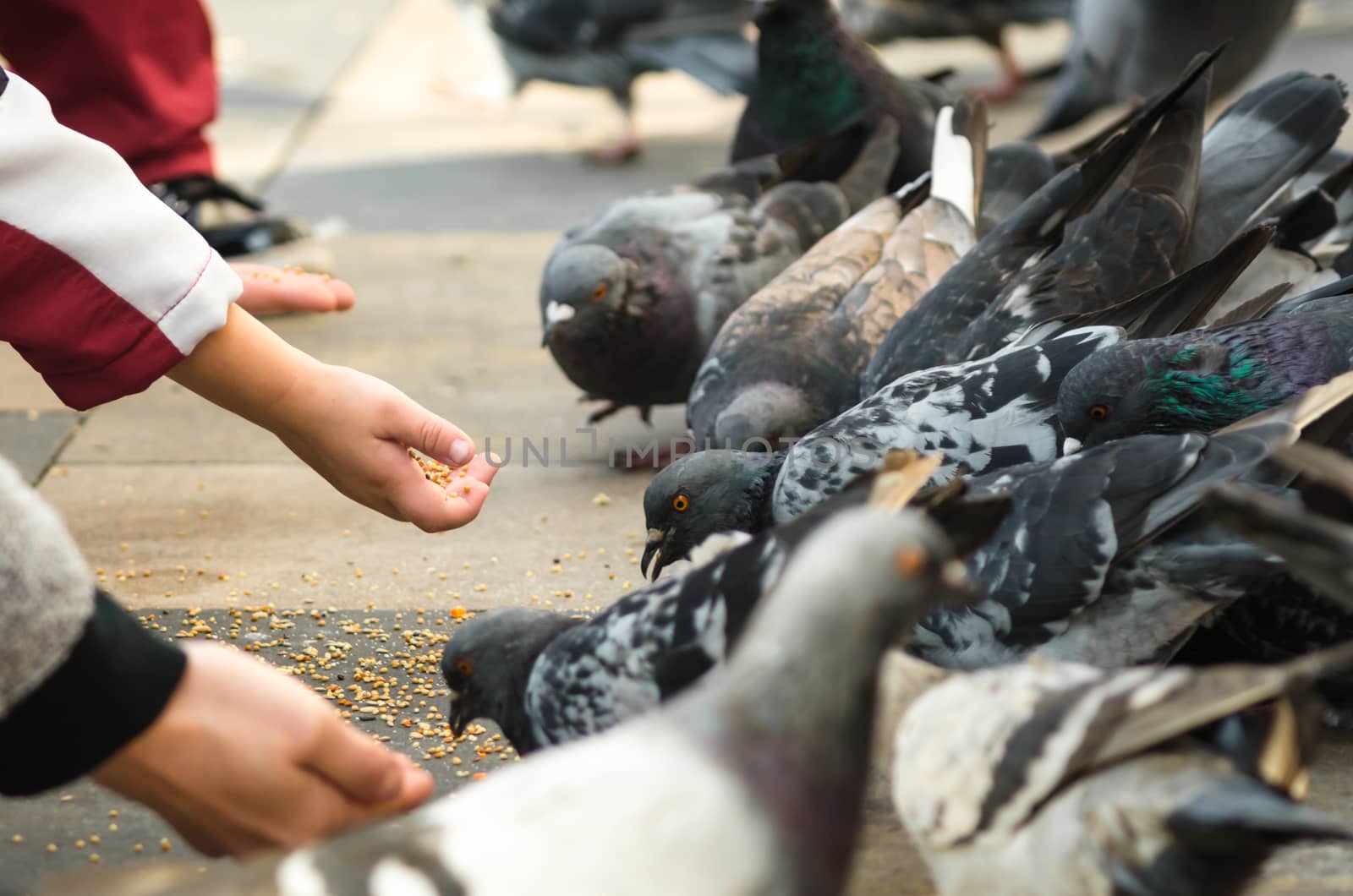 children feed pigeons birds closeup
