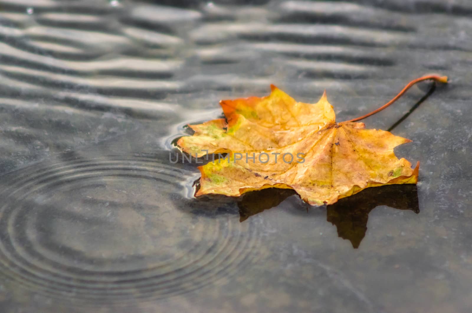 autumn background yellow maple leaf in gray water puddles outdoors close up