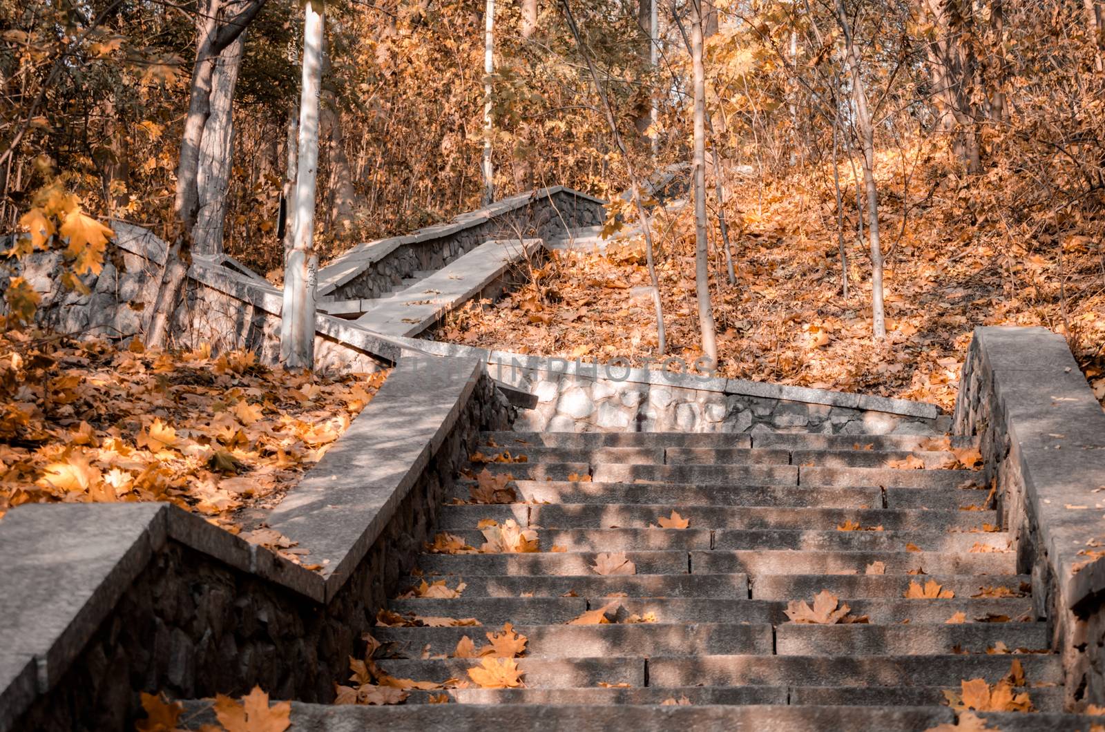 climb up the stone steps of the stairs among the trees with yellow leaves in a public park in autumn
