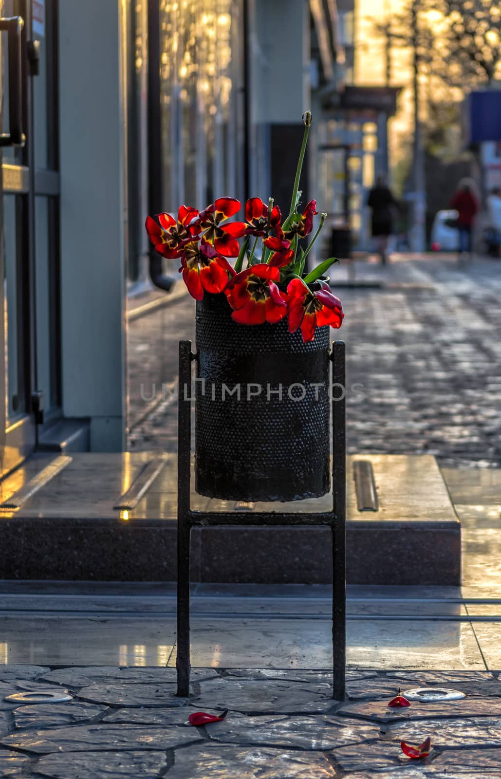 wilted bouquet of red tulips in the trash bin next to the store on the street at sunset in the evening