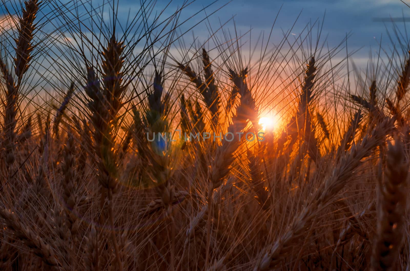 rye field at sunset mature ears on the sunset with sun flare