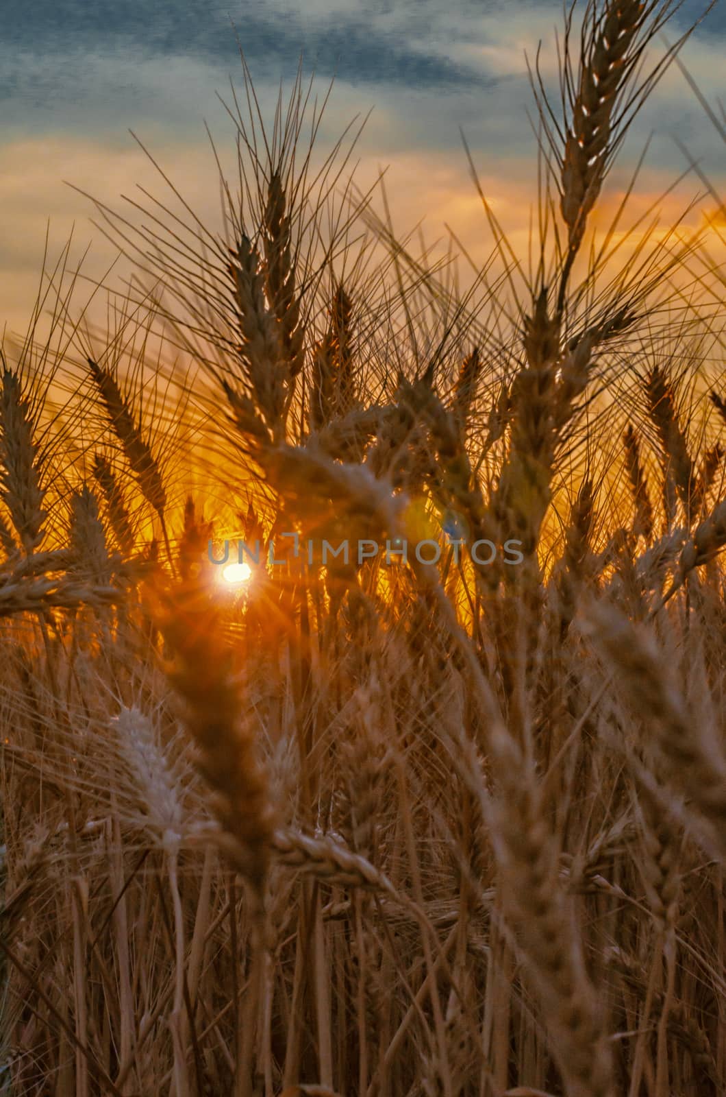 rye field at sunset mature ears on sunset with sun flare