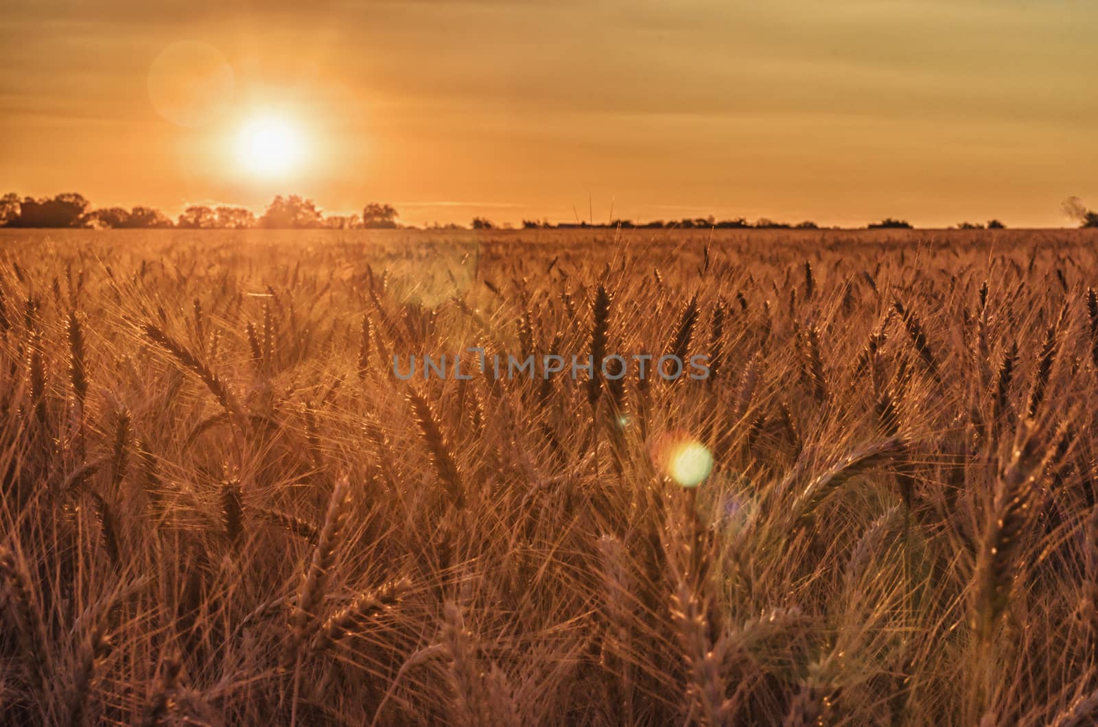 rye field at sunset mature ears on the sunset with sun flare