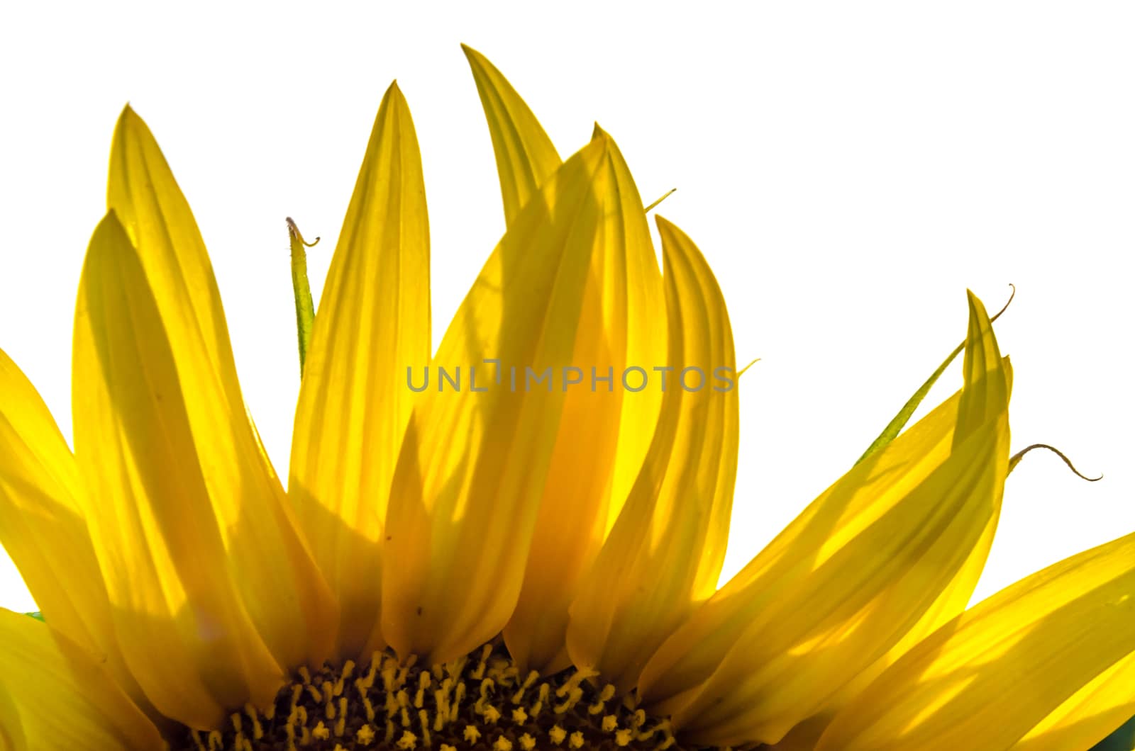segment of bright yellow sunflower close up macro isolated