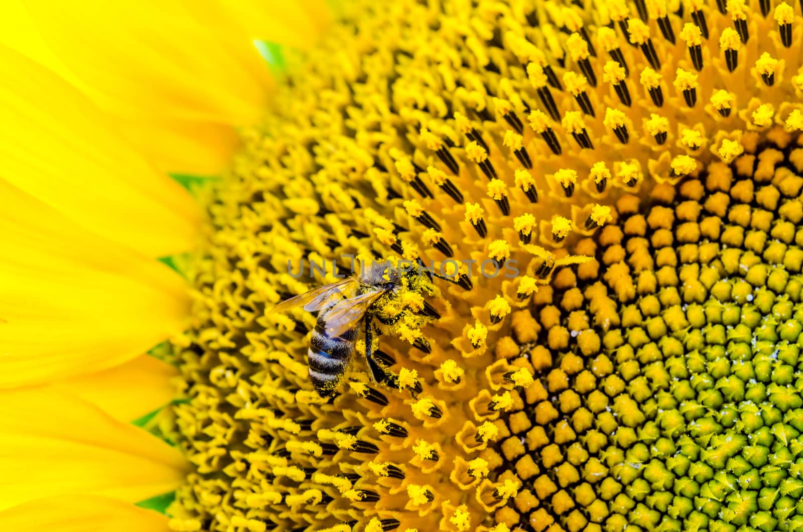 bright yellow sunflower with a striped bee collecting pollen close-up