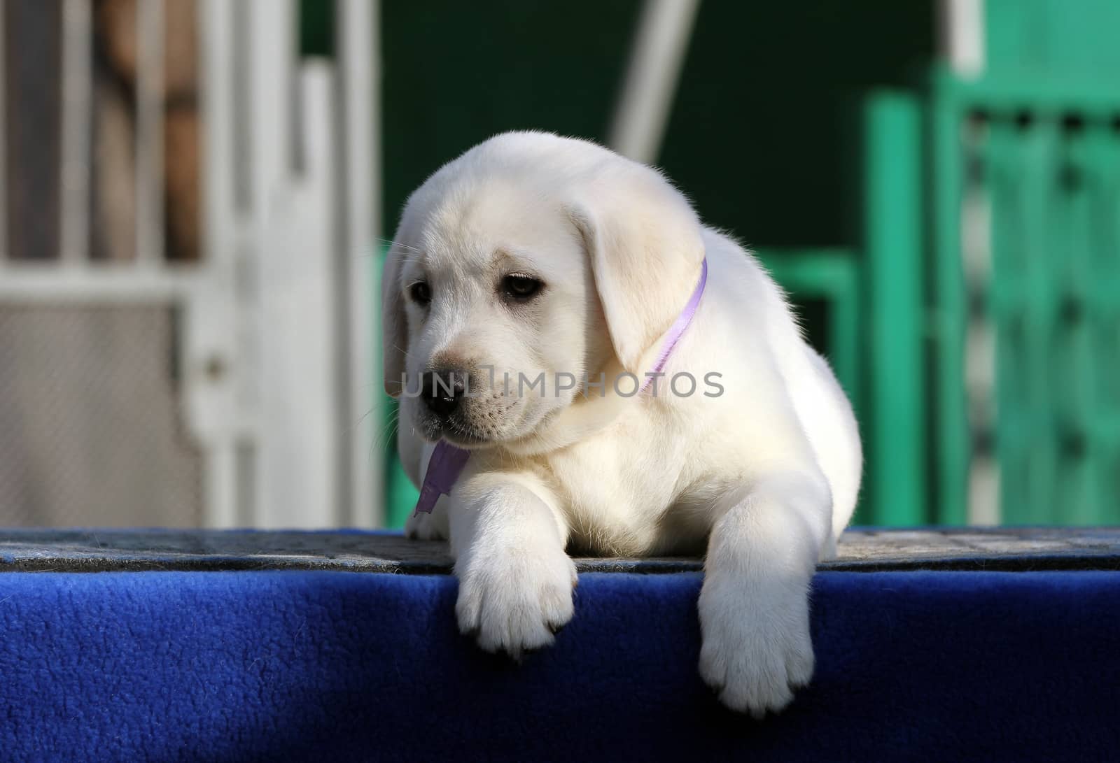 nice little labrador puppy on a blue background