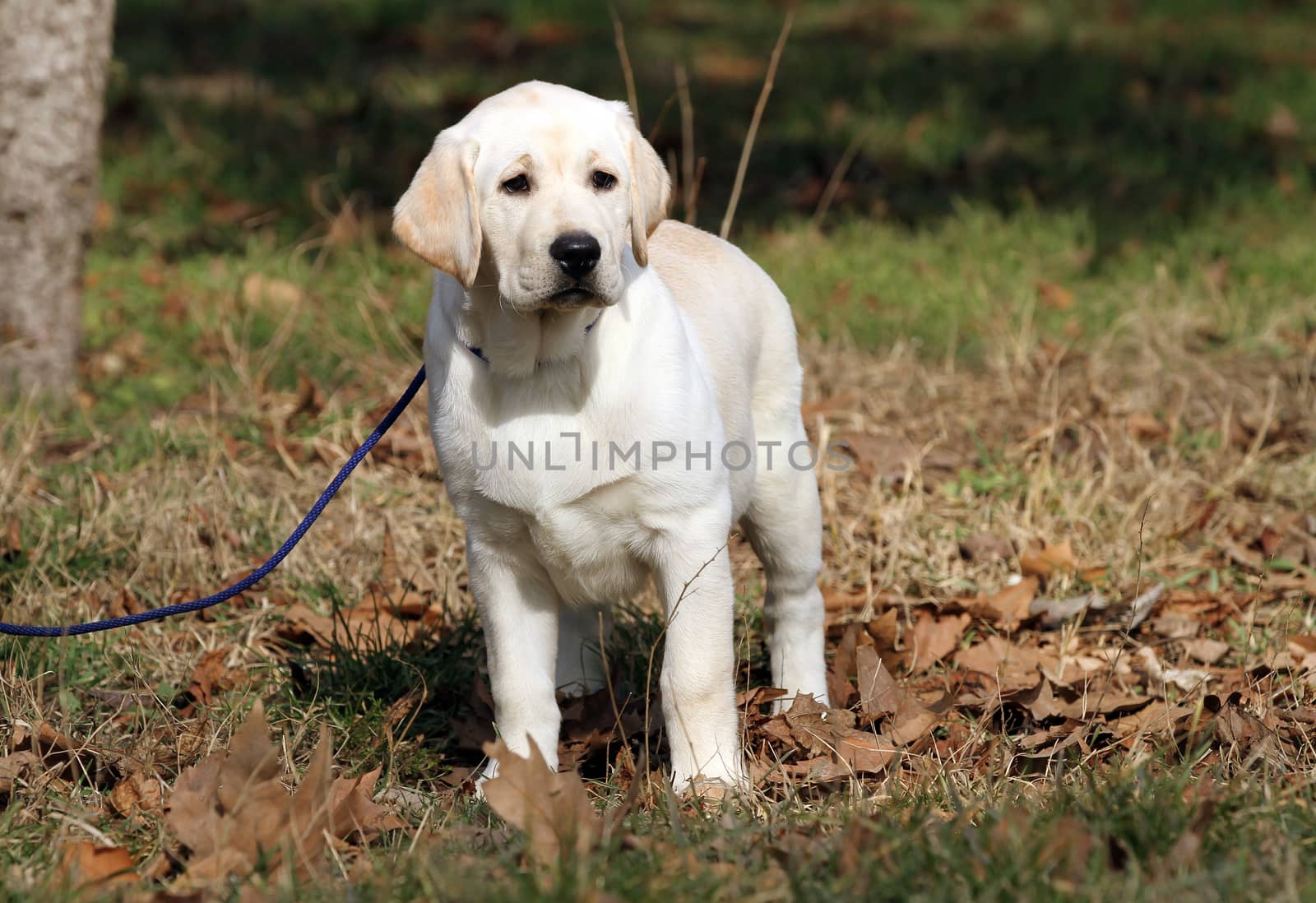 yellow labrador playing in the park