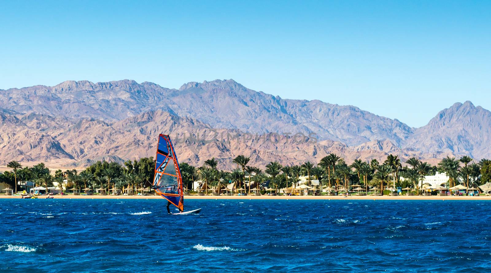 windsurfer rides in the sea on the background of the beach with palm trees and high rocky mountains in Egypt Dahab