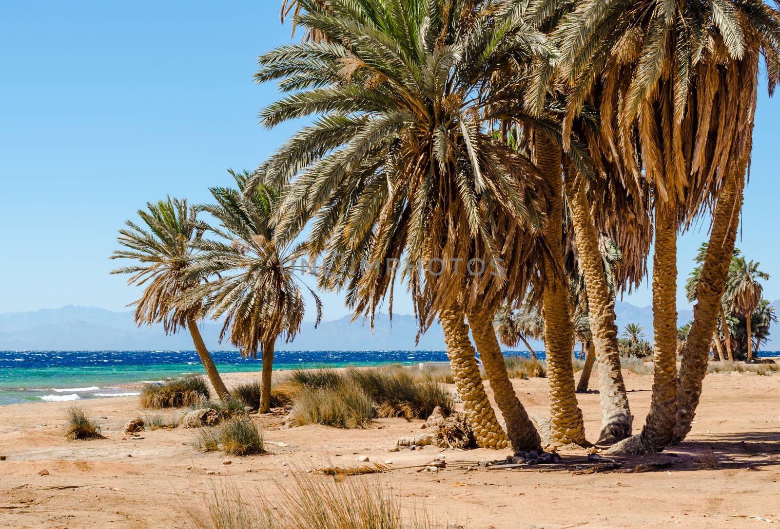 palm trees on the Red Sea in Egypt Dahab