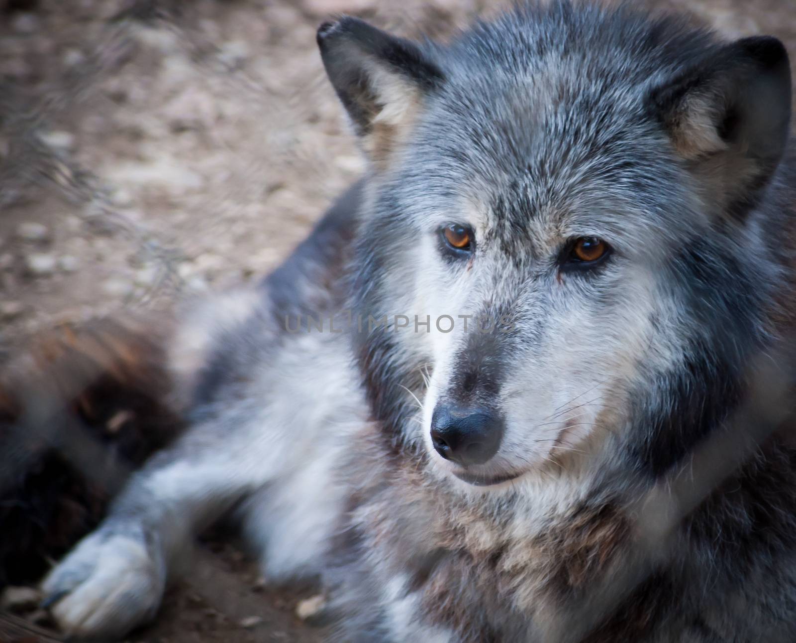 Grey and white wolf portrait closeup with golden eyes. by brians101