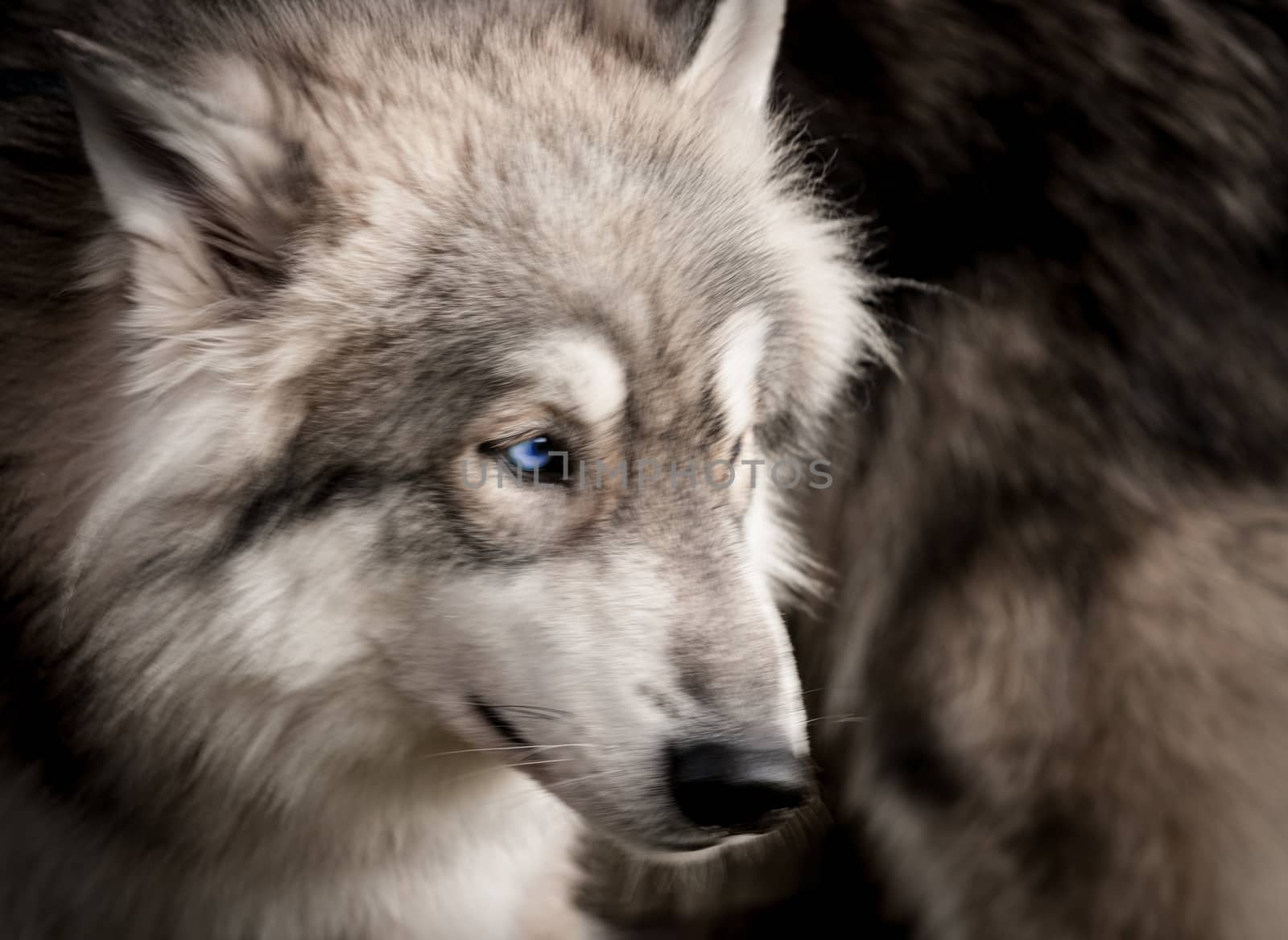 Grey and white wolf portrait closeup with blue eyes stunning on t-shirt or other clothing, or animal print wall art. by brians101