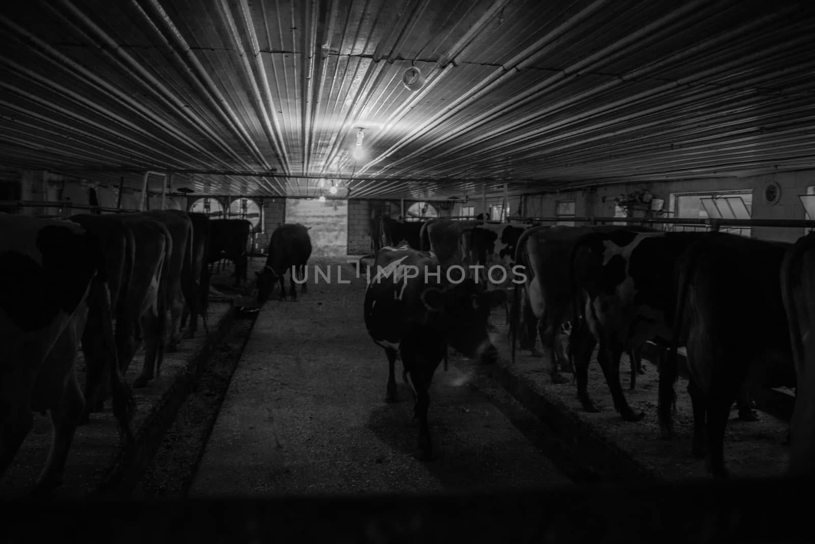 Cows at milking time in dark Amish milking shed, Lancaster County, PA.