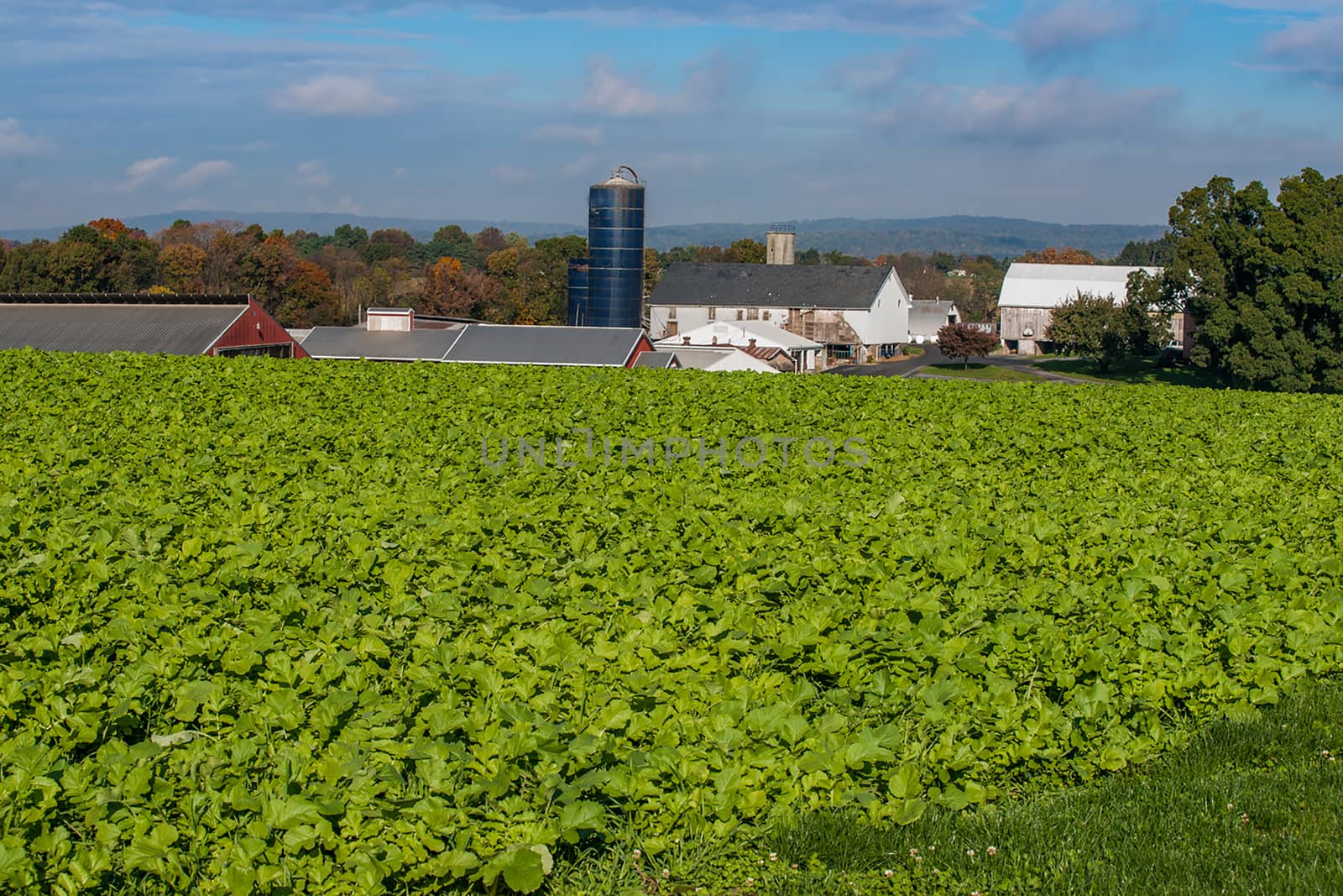 Expansive landscape of green fields with fresh kale crop growing by brians101