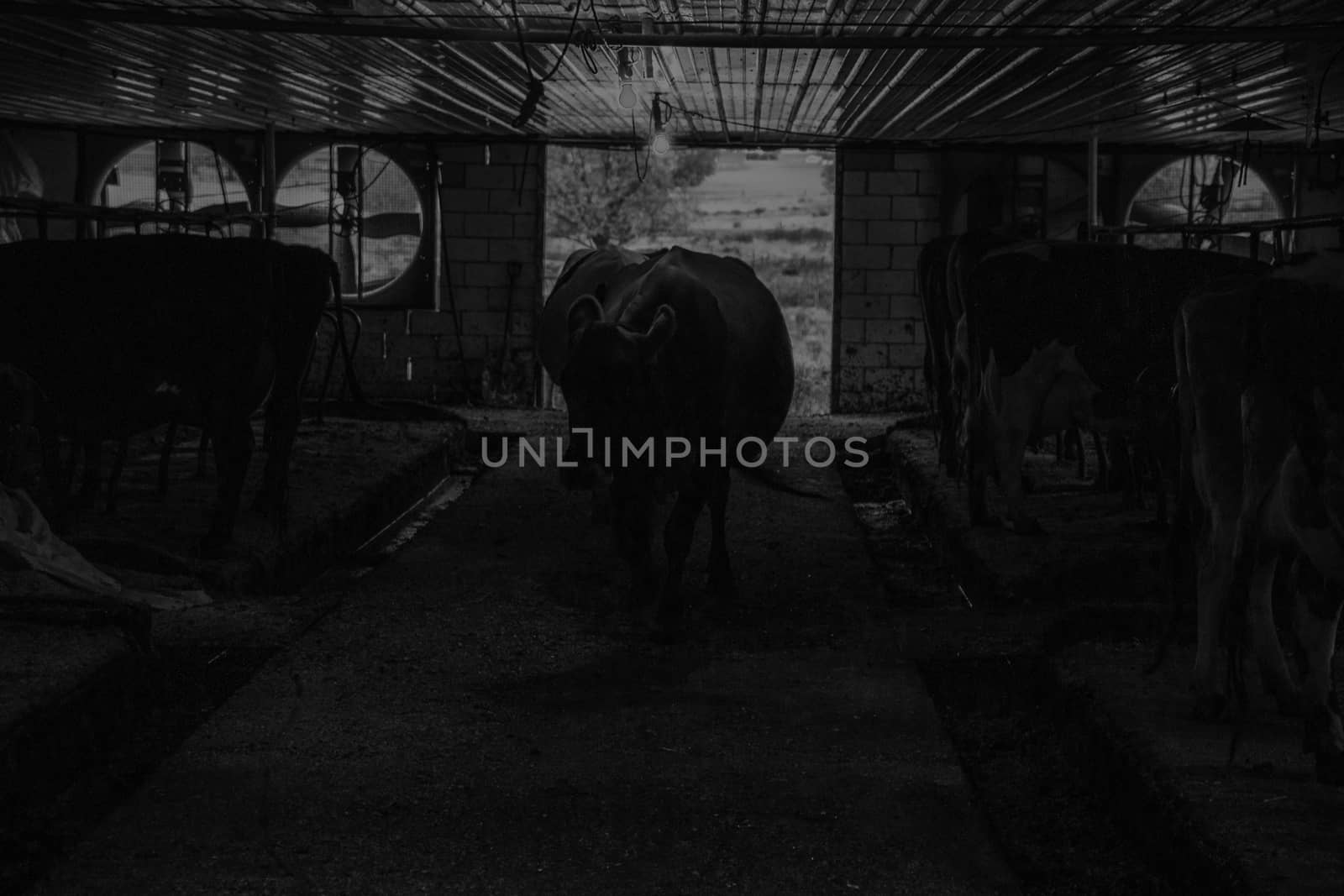 Amish milking shed, Lancaster County, PA. by brians101