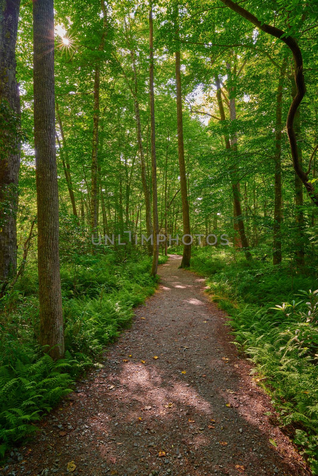Sunlit walking path through a lush forest. by patrickstock