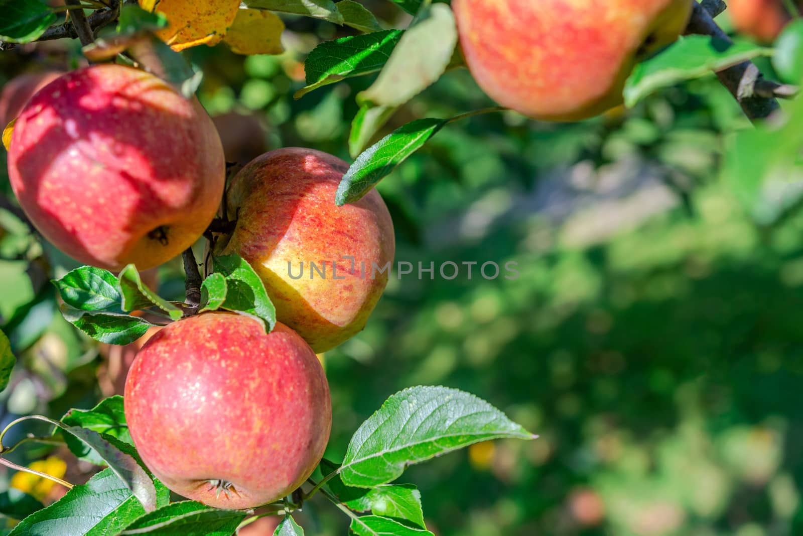 Agricultural background - bunch of apples on the tree from organic farming.