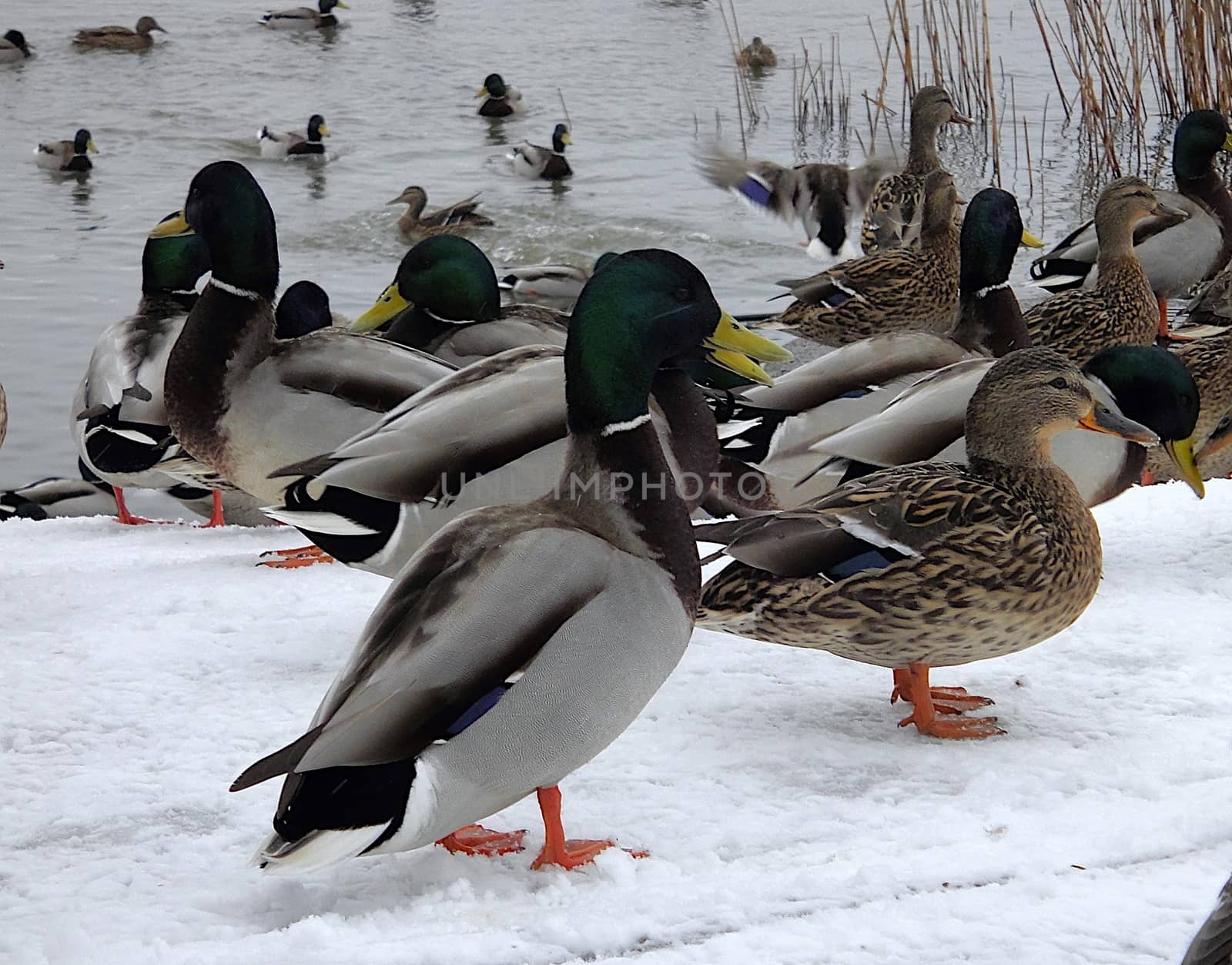A flock of ducks at the snowed up shore.