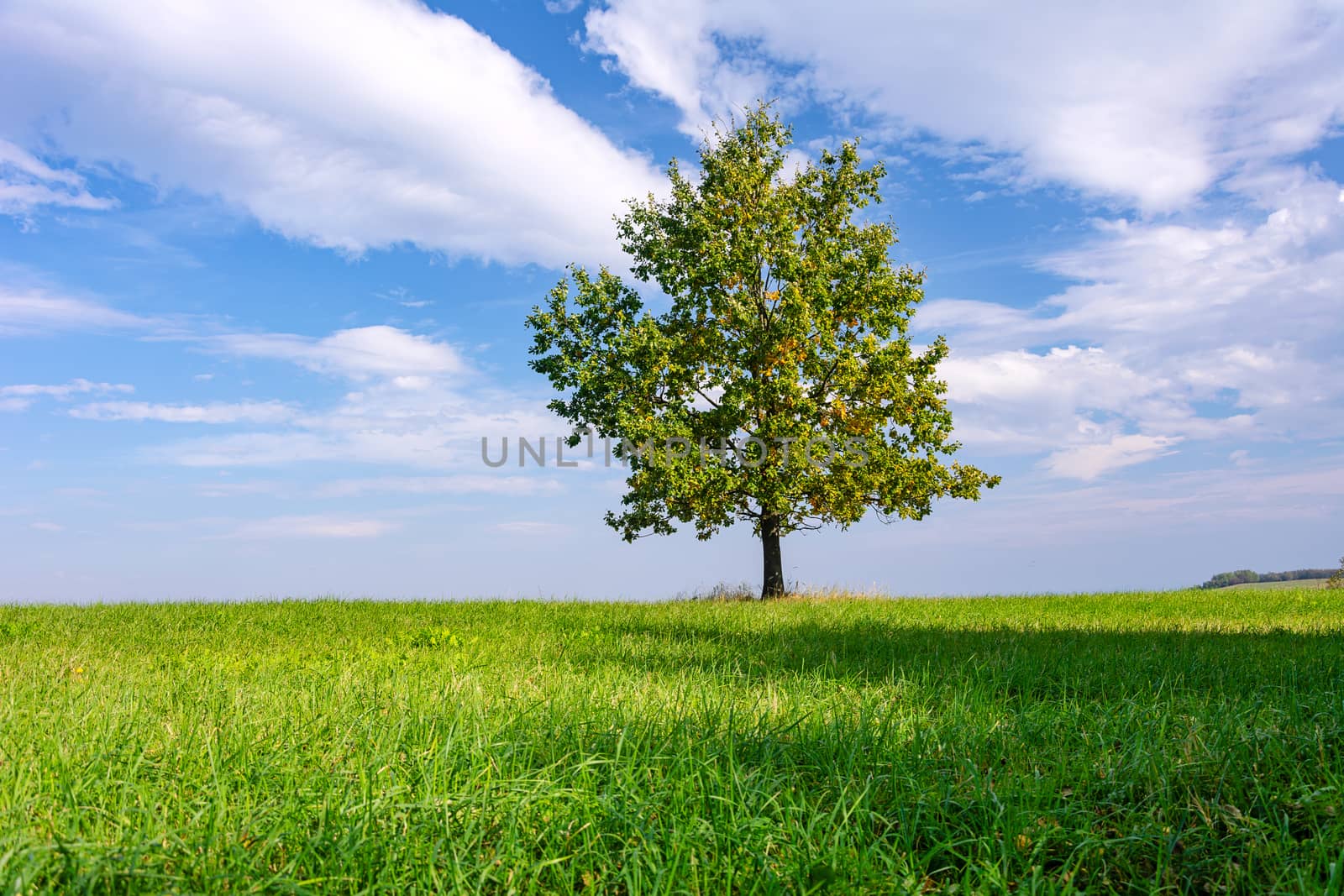Lonely tree in the meadow by wdnet_studio