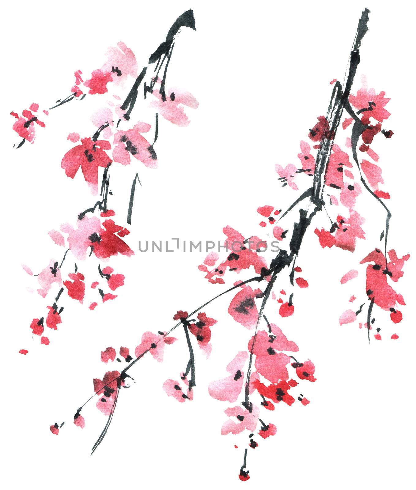 Watercolor and ink illustration of blossom sakura tree with pink flowers on white background. Oriental traditional painting in style sumi-e, u-sin.