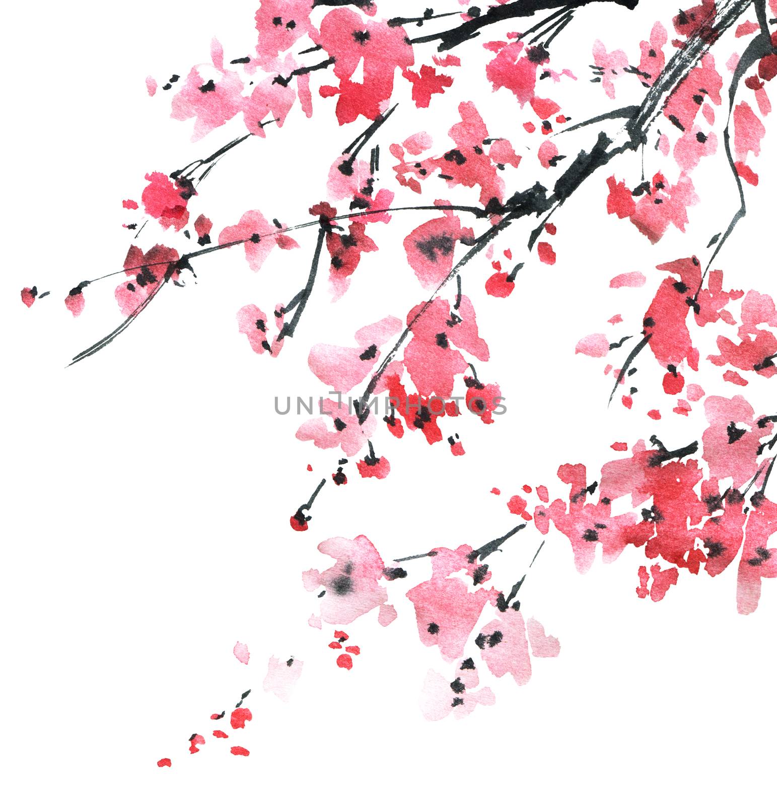 Watercolor and ink illustration of blossom sakura tree with pink flowers on white background. Oriental traditional painting in style sumi-e, u-sin.