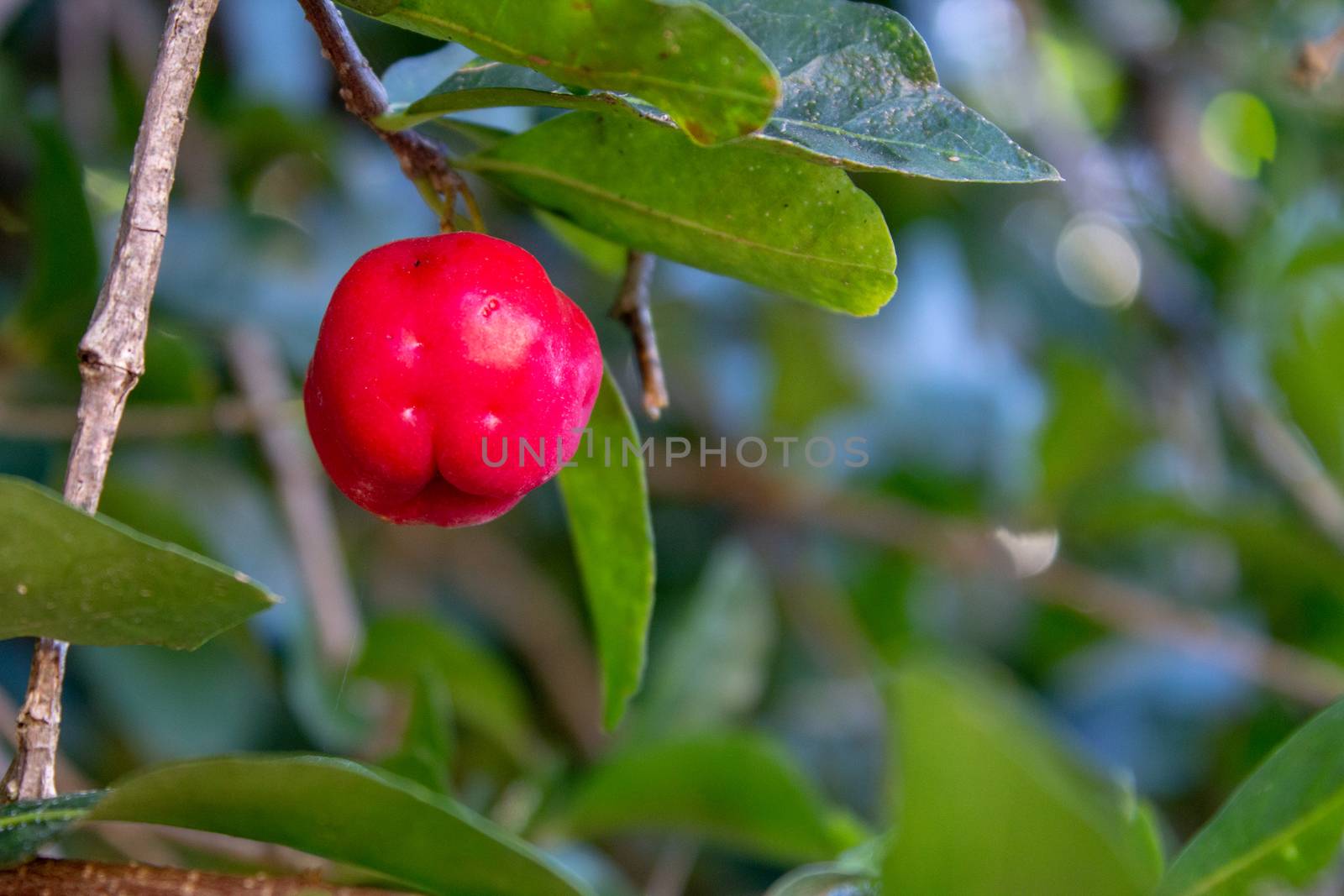 Red and ready to pick acerola fruit hanging on a branch by etcho