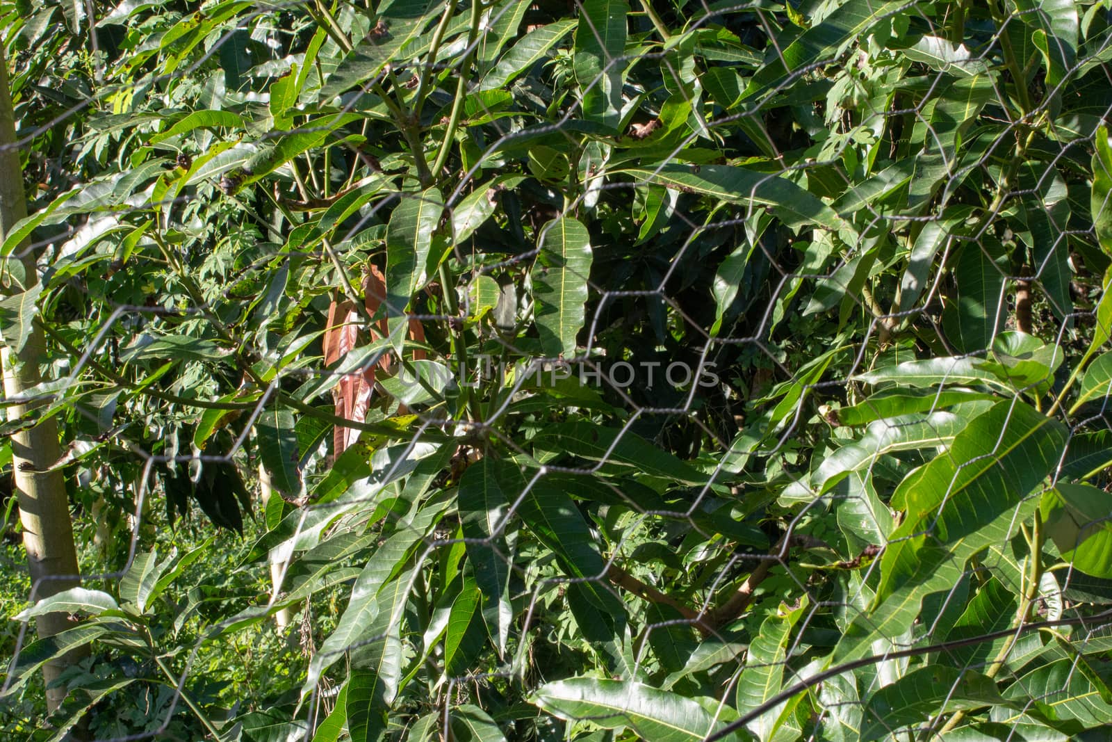 Mango tree with a lot of leaves behind a metal fence with hexagonal pattern