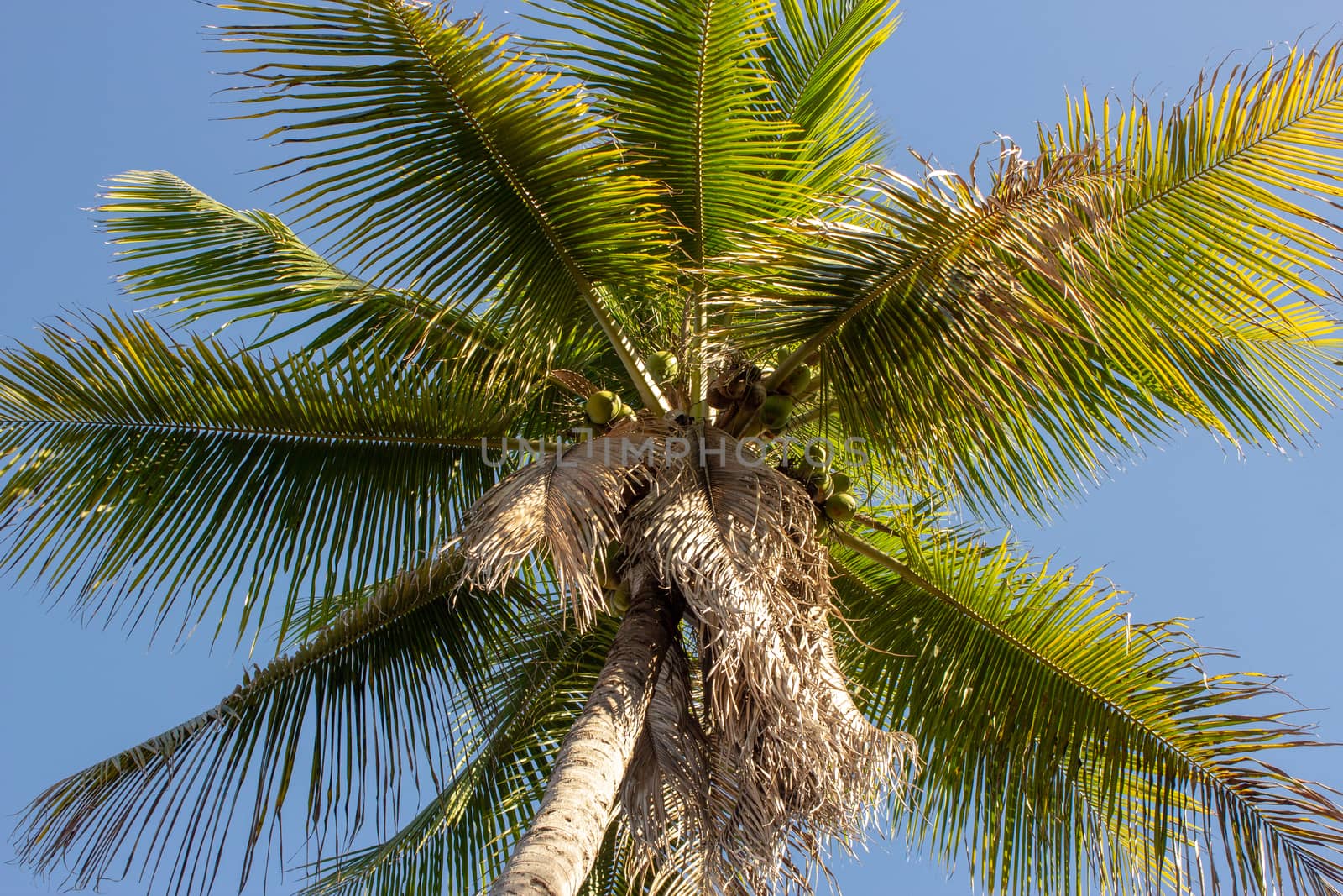 Single palm tree on a blue sky background as viewed from above