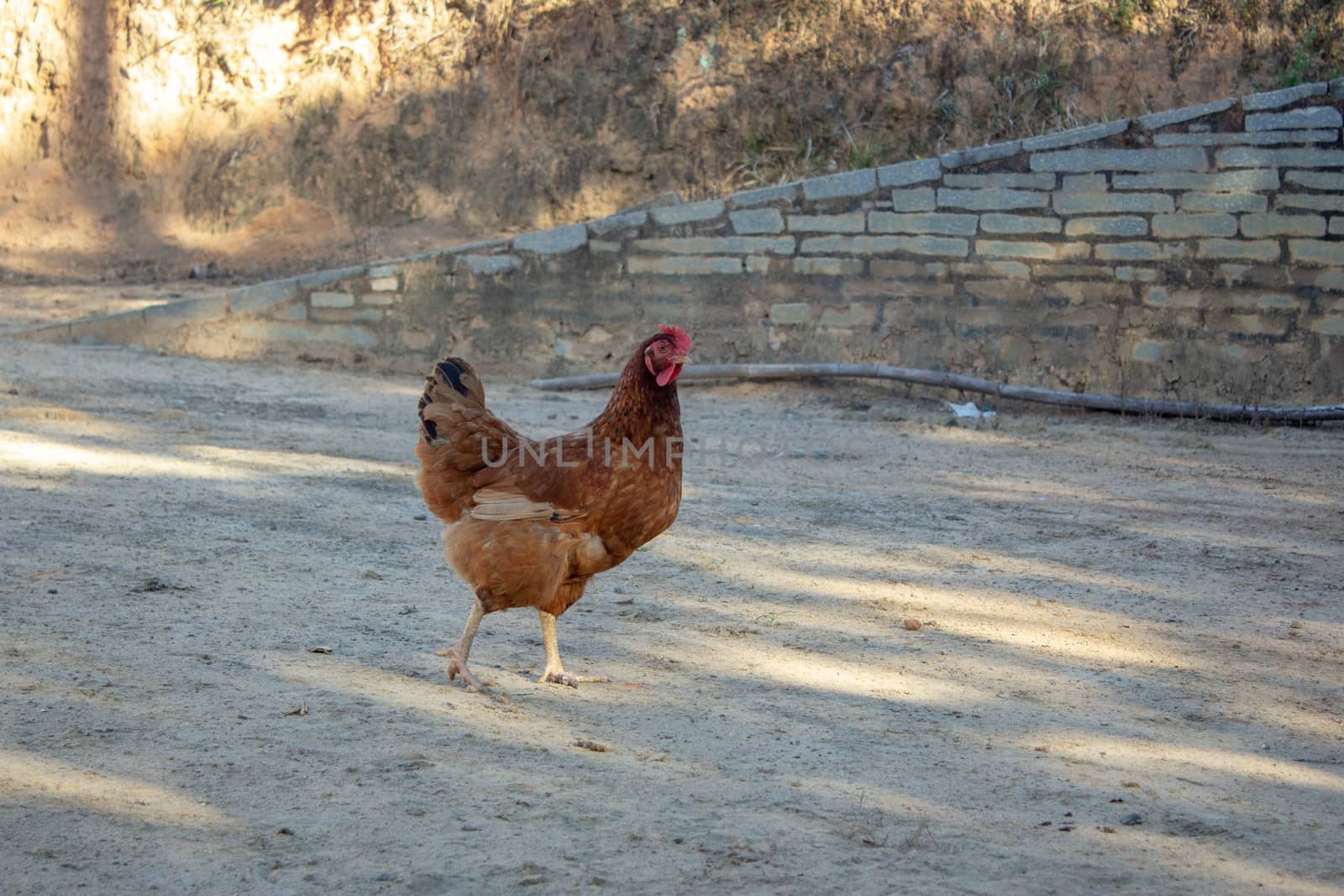 A single chicken hem walking around on a farm