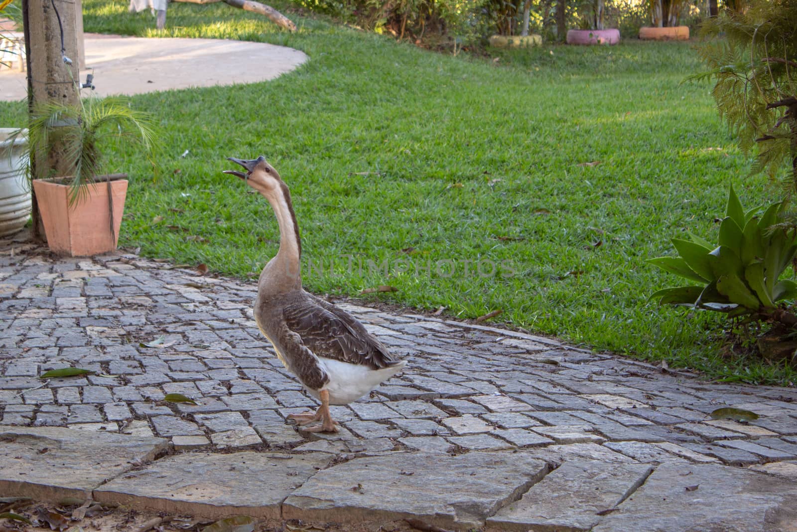 Domestic goose on a farm on Brazil