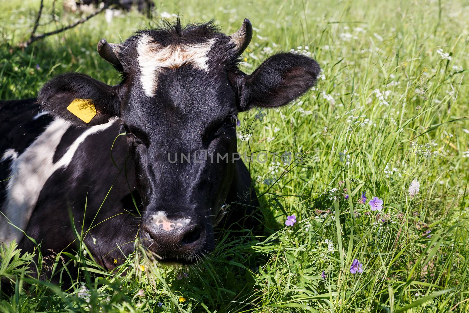 cow lies in the grass on the pasture. the head of a cow.