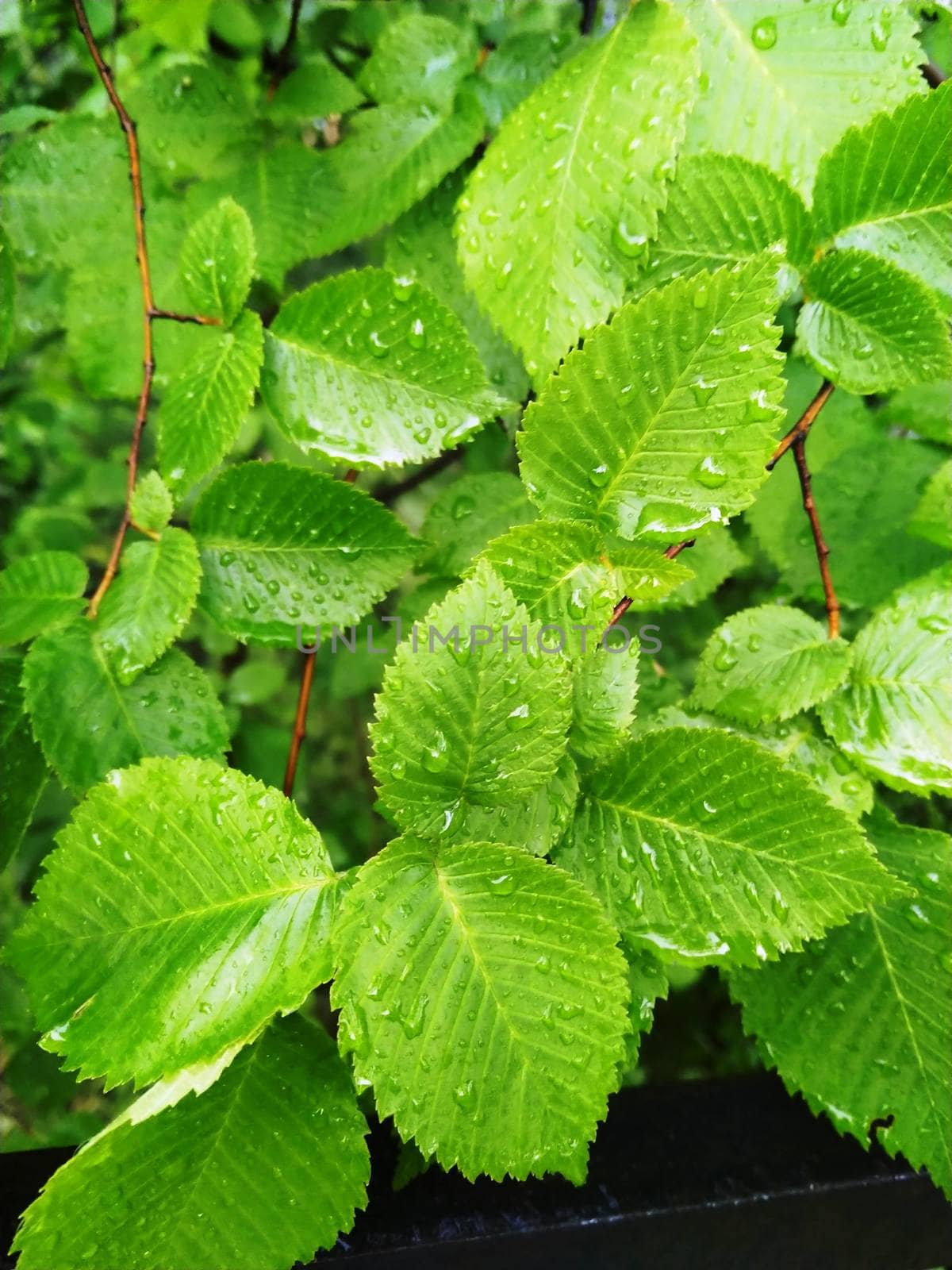 Fresh green leaves with water drops background