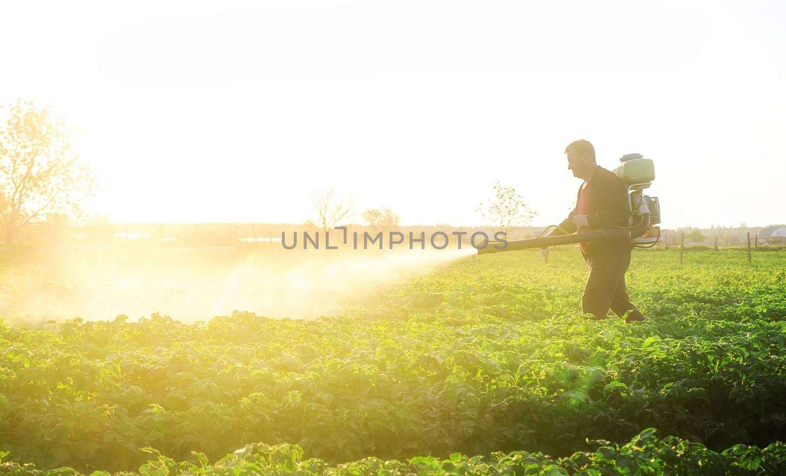 A farmer sprays a solution of copper sulfate on plants of potato bushes. Use chemicals in agriculture. Agriculture and agribusiness, agricultural industry. Fight against fungal infections and insects.