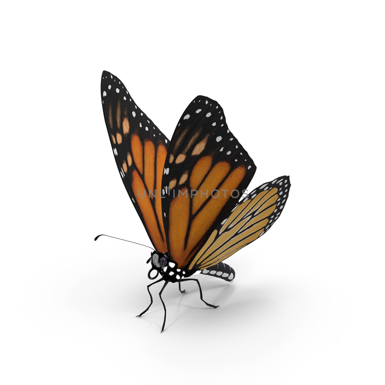 Beautiful butterfly on white background. 3D rendering. by georgina198
