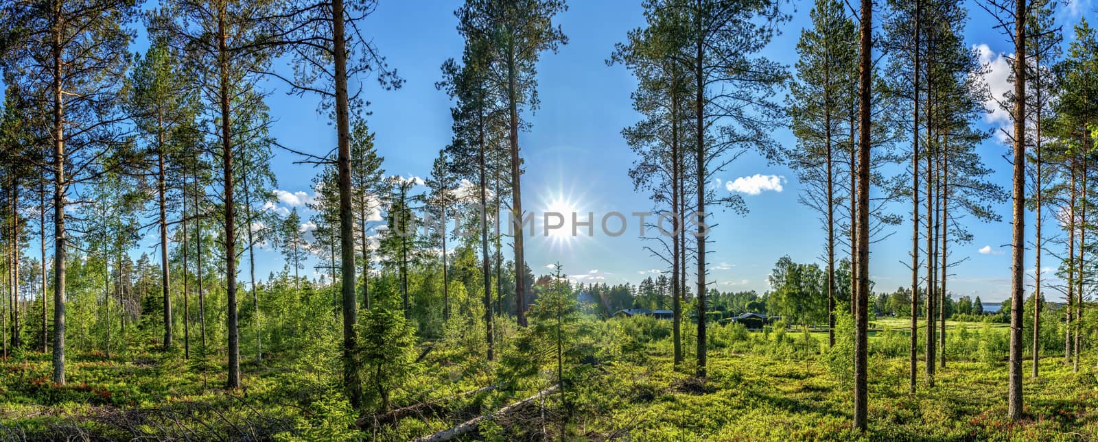 Beautiful view at small Scandinavian village from inside of Swedish forest through green forest trees under Sun rays. Scenic background picture of Scandinavian summer nature.