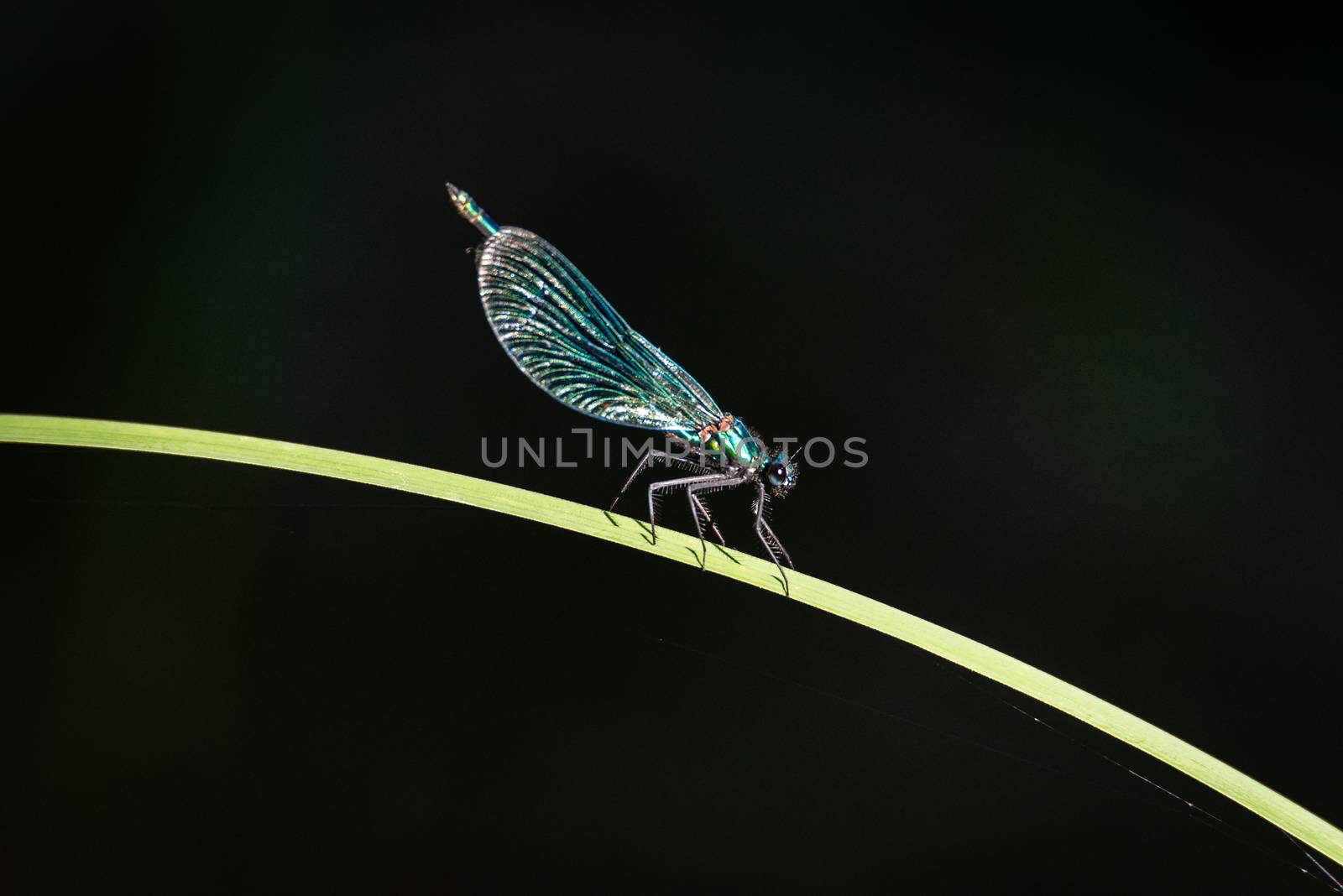 Green dragonfly laid on a blade of grass, image of a large insect on a dark background