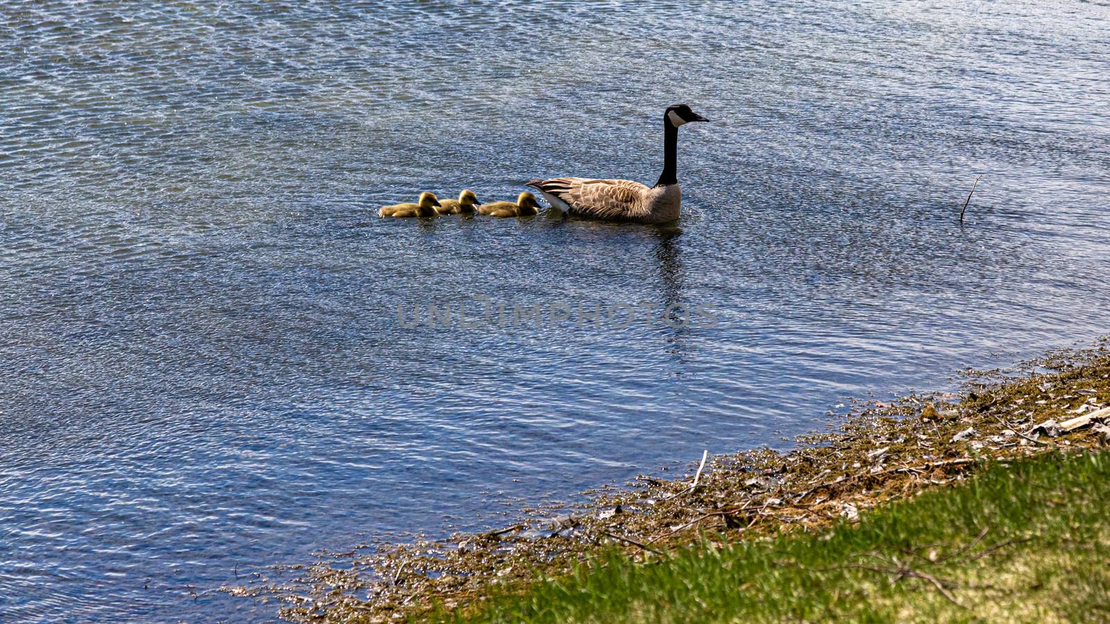 A mother Canada Goose leads her goslings swimming in the water.