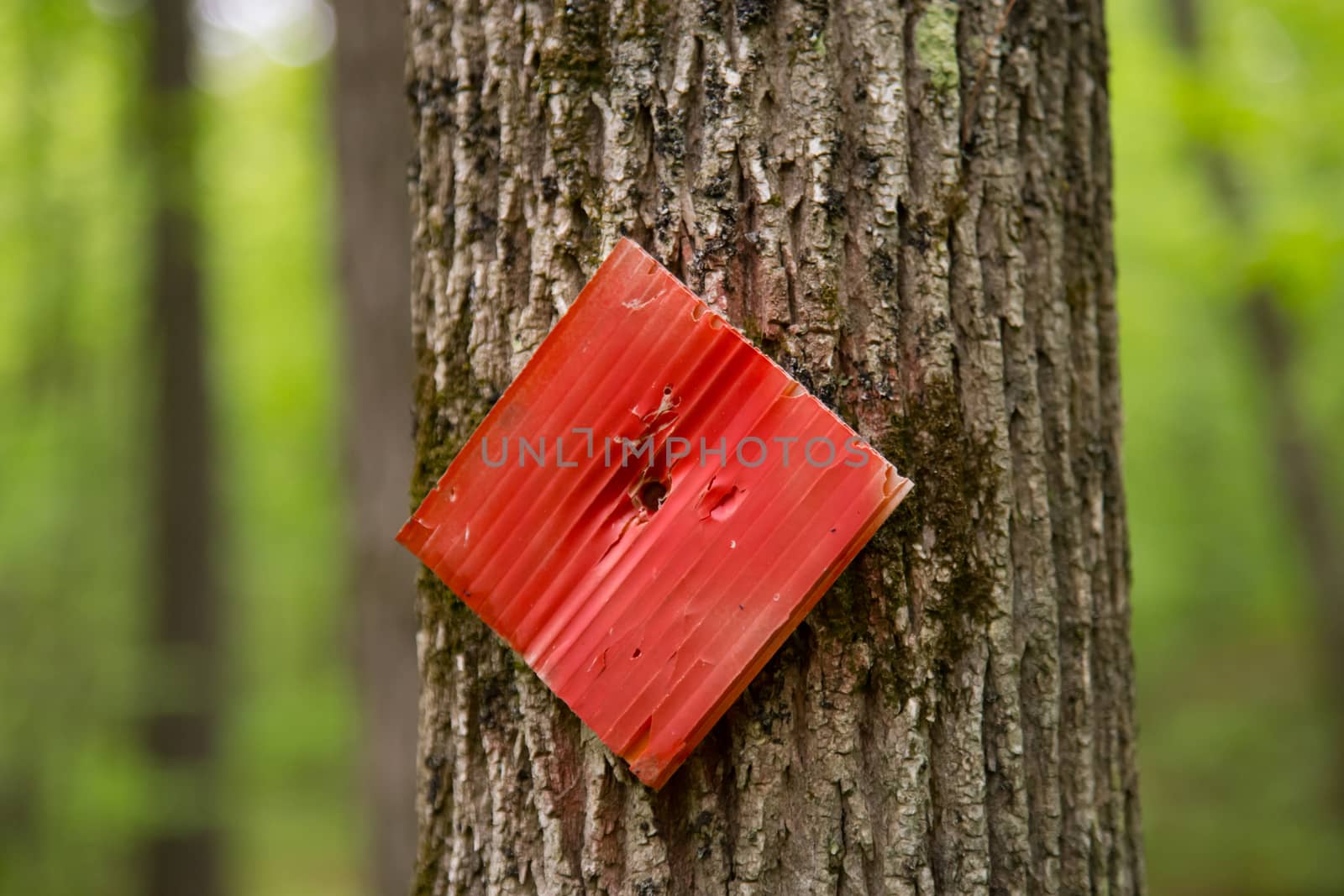 A red square trail marker is nailed to the rough trunk of a tree along a hiking trail in a forest.