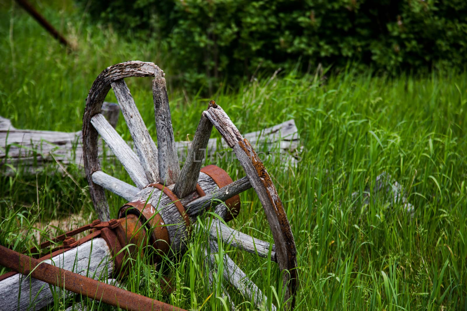 The remnants of an old wooden and rusty steel wagon, including a wood wagon wheel, are lying in tall grass in a rural setting.