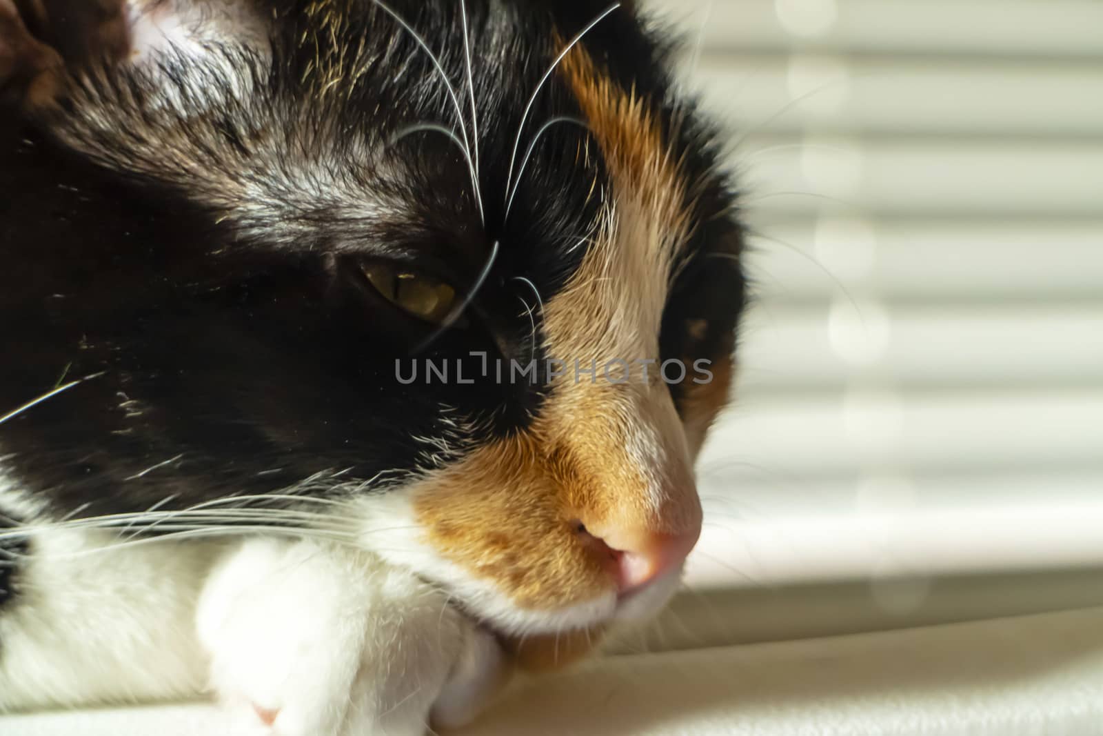 A beautiful family house cat pauses for a portrait in a home environment