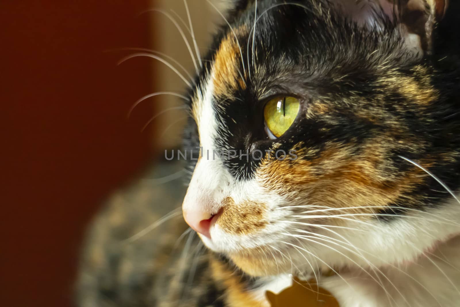 A beautiful family house cat pauses for a portrait in a home environment