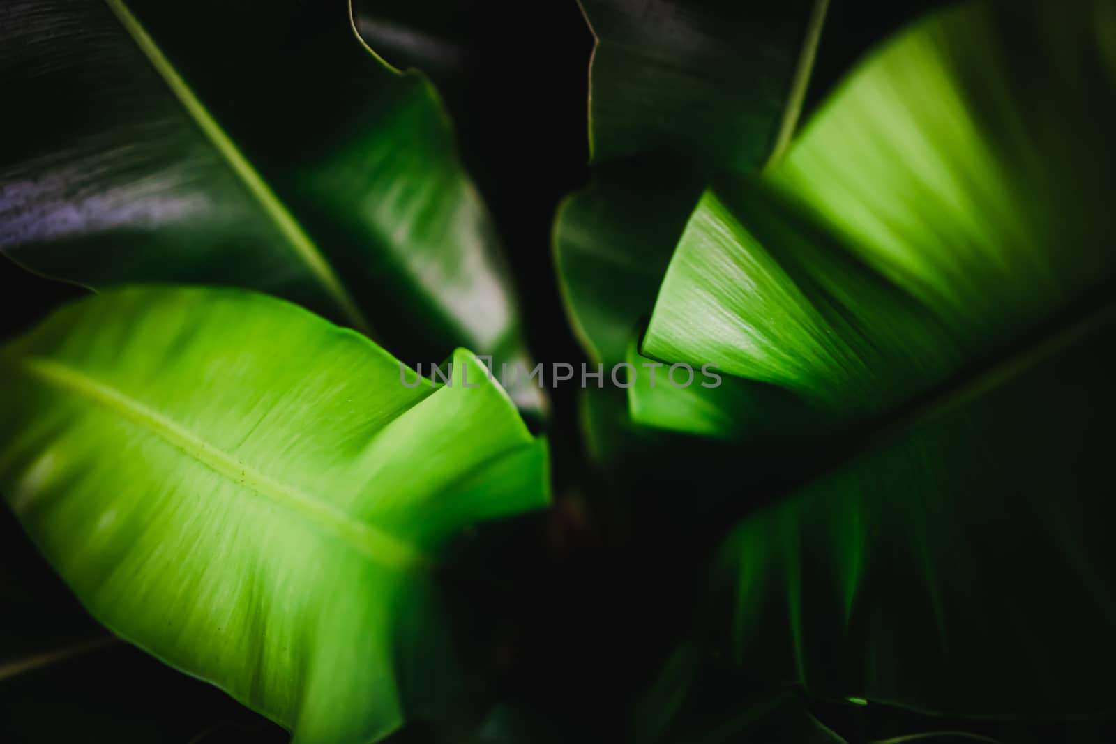 Selective focus closed up tropical summer green leaf background with sunlight.