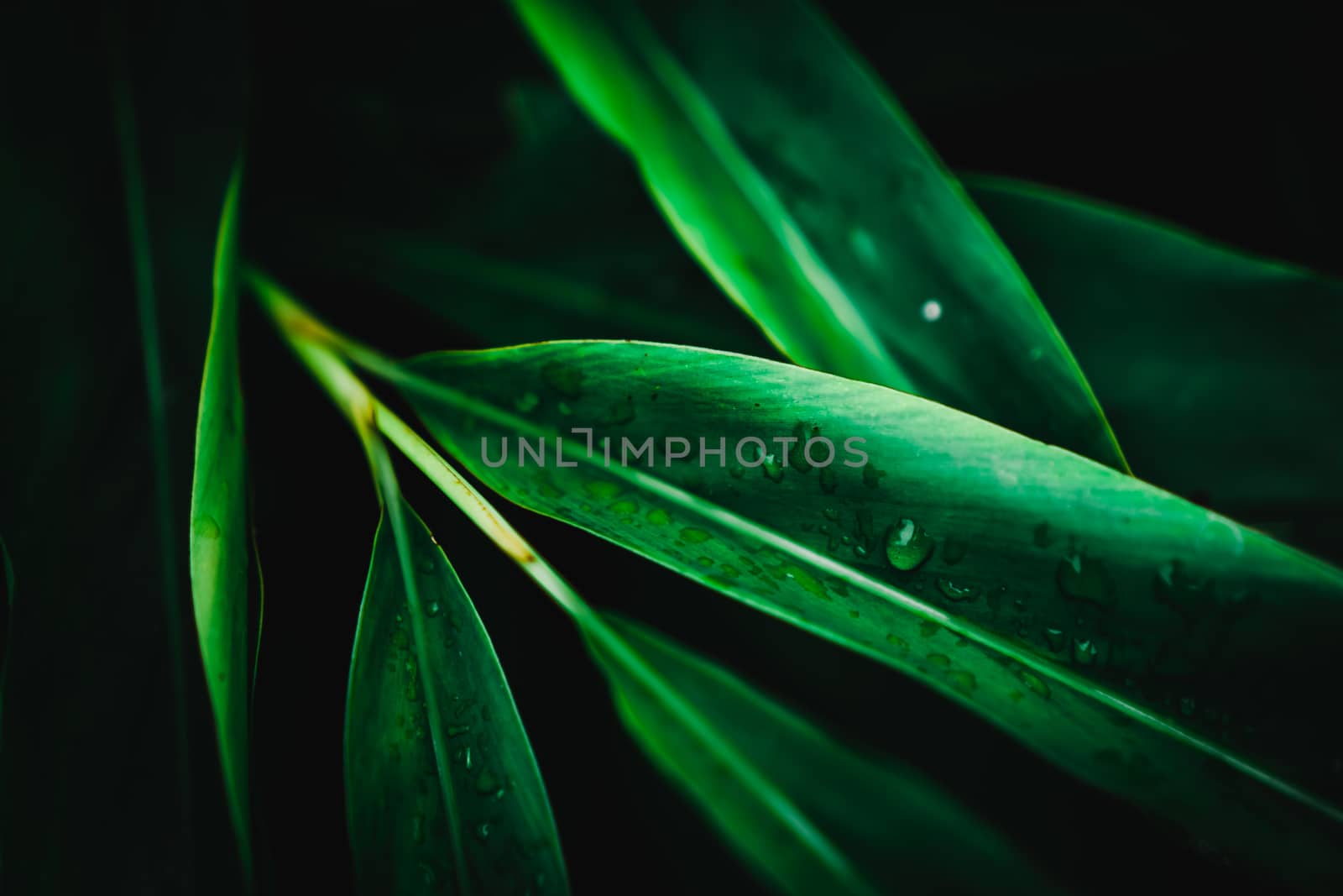 Blur closed up green leaf background. by Suwant