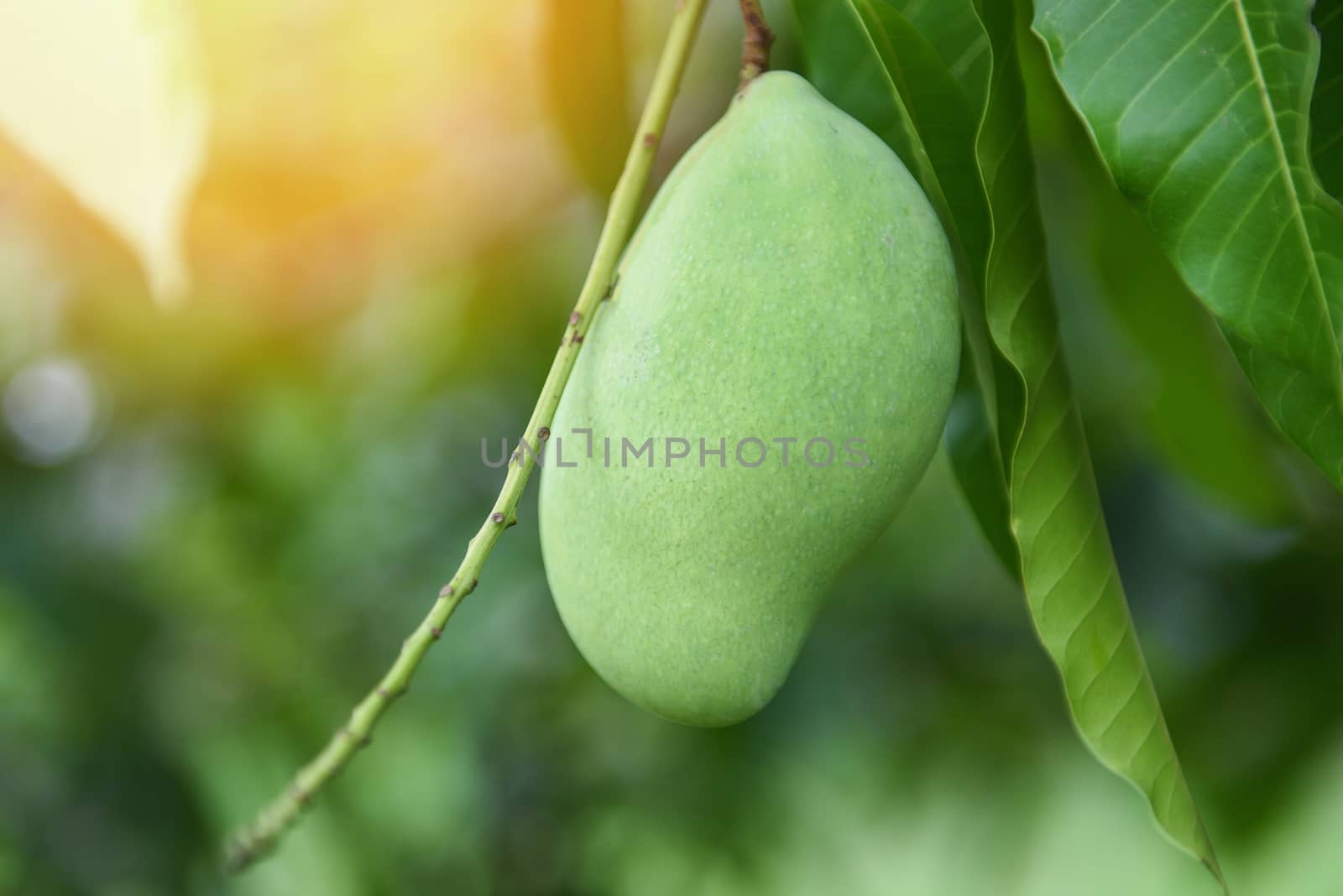 raw mango hanging on tree with leaf background in summer fruit garden orchard / green mango tree