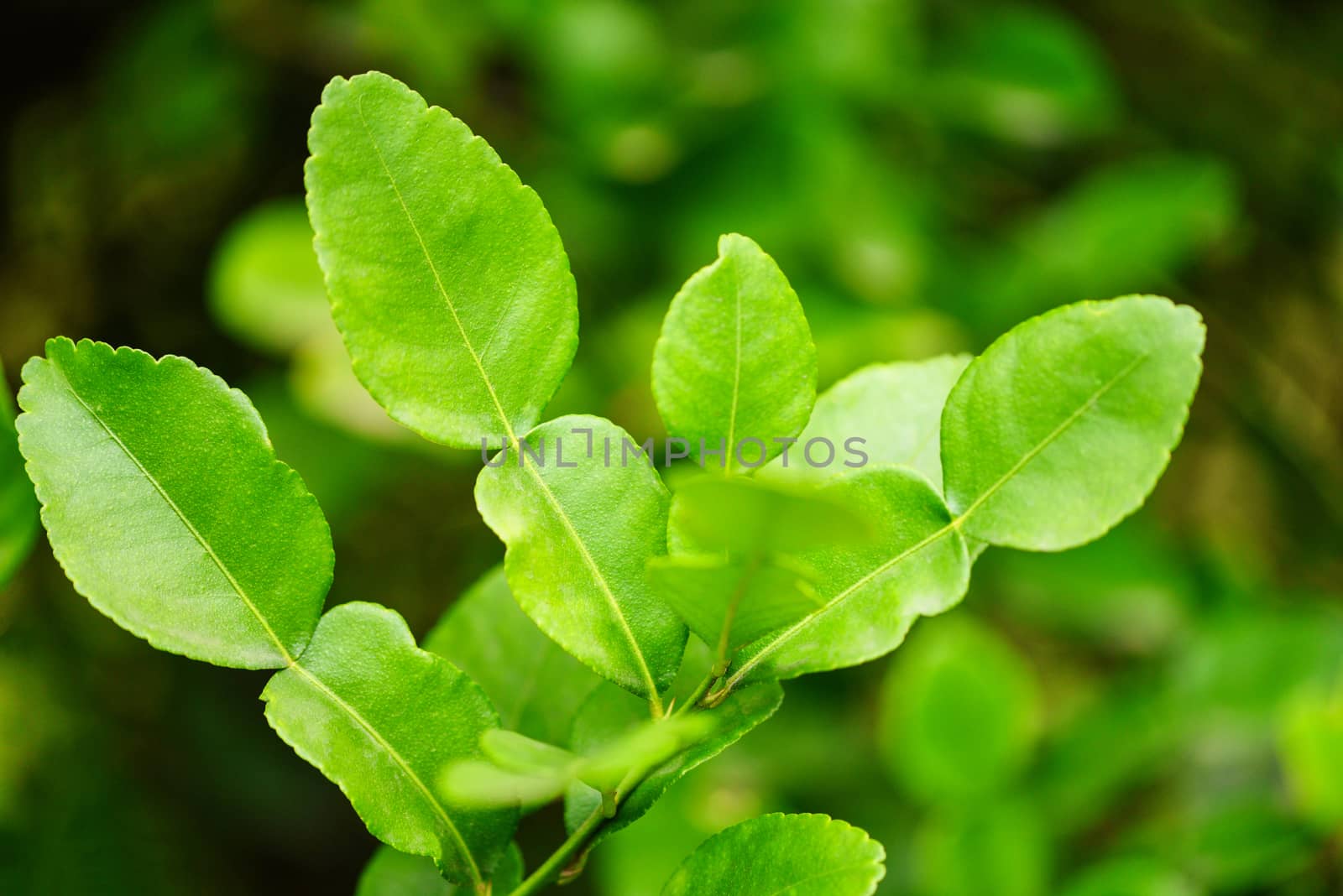 Kaffir lime leaves on the tree bergamot leaf 